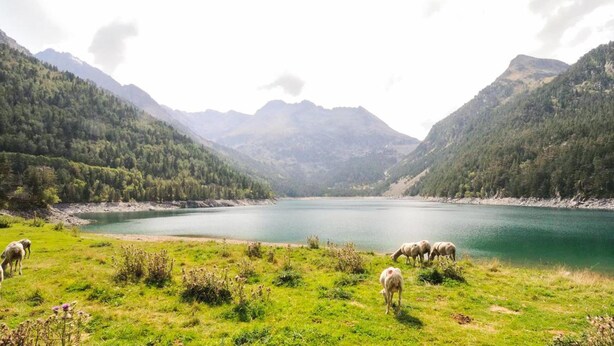Un paysage paisible avec un lac entouré de montagnes et des moutons qui paissent.