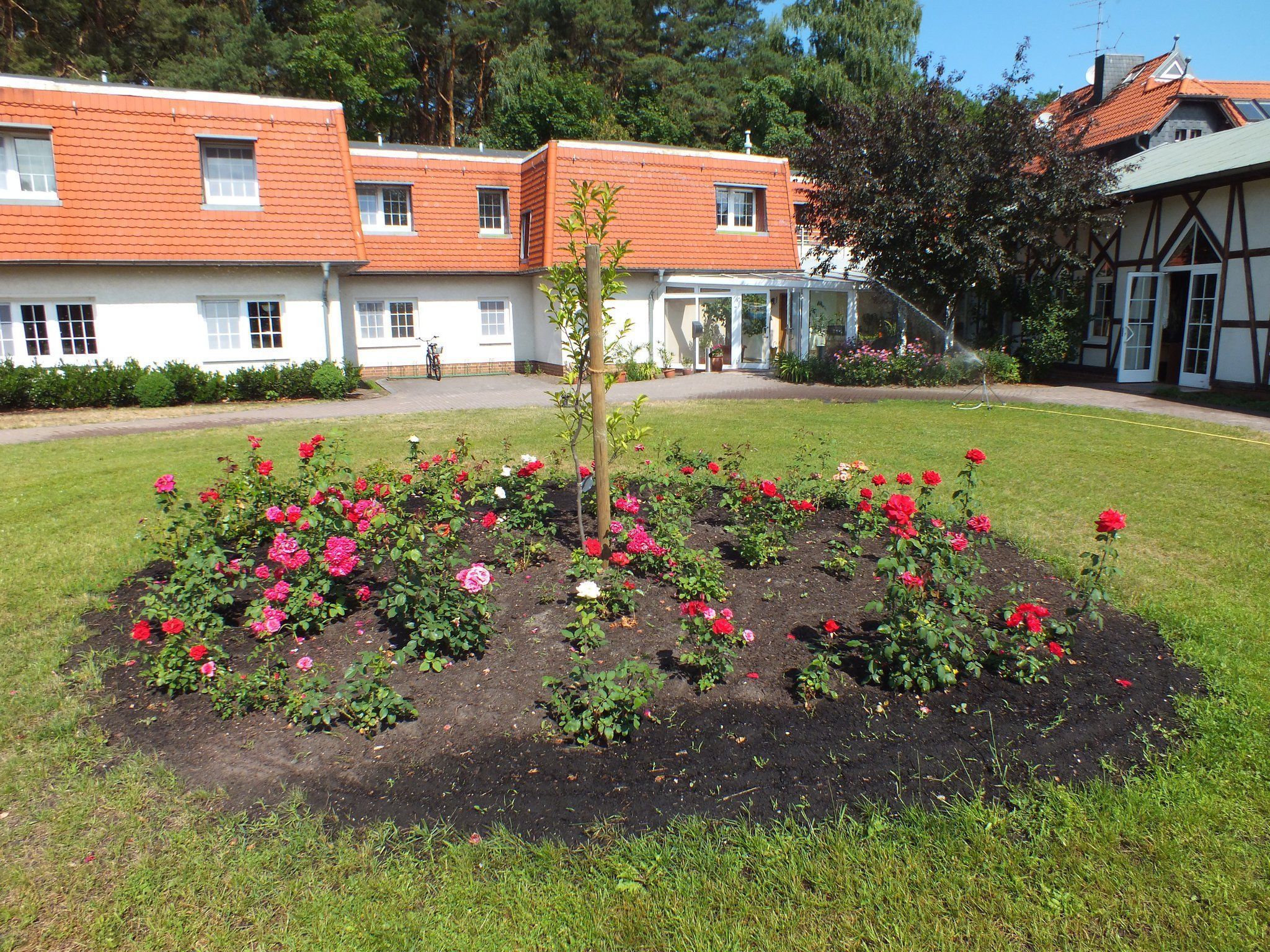 A garden with roses and a pathway leading to a building with a red roof and white walls.