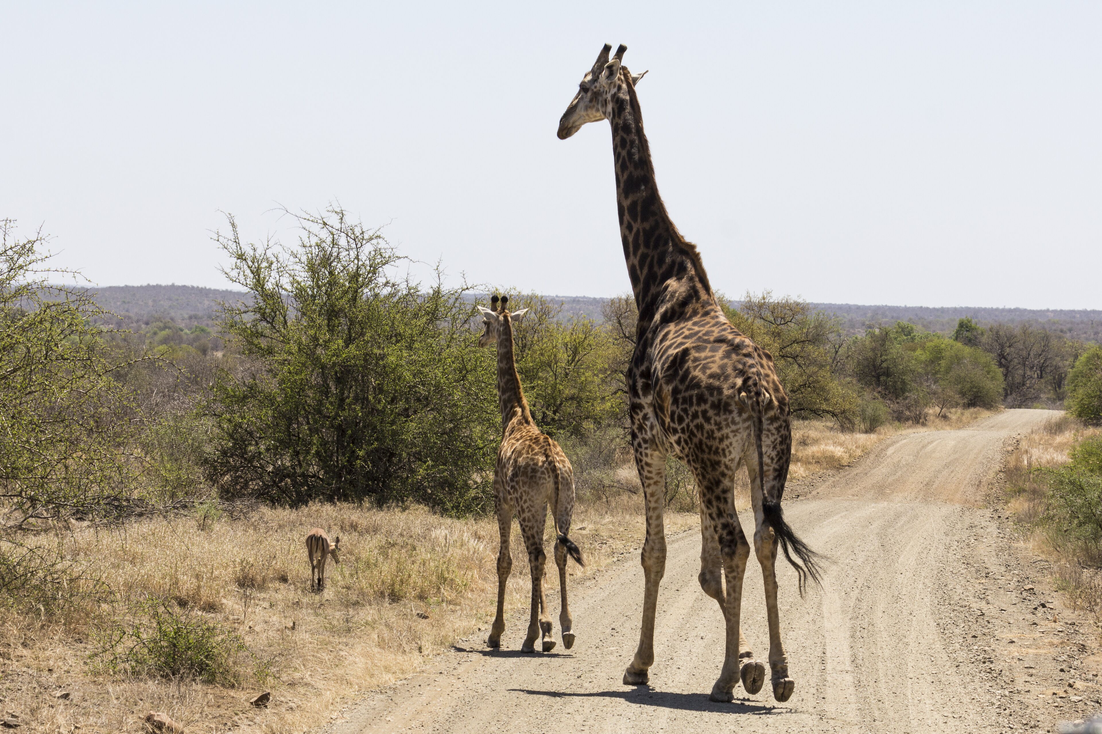 A dirt road with giraffes.