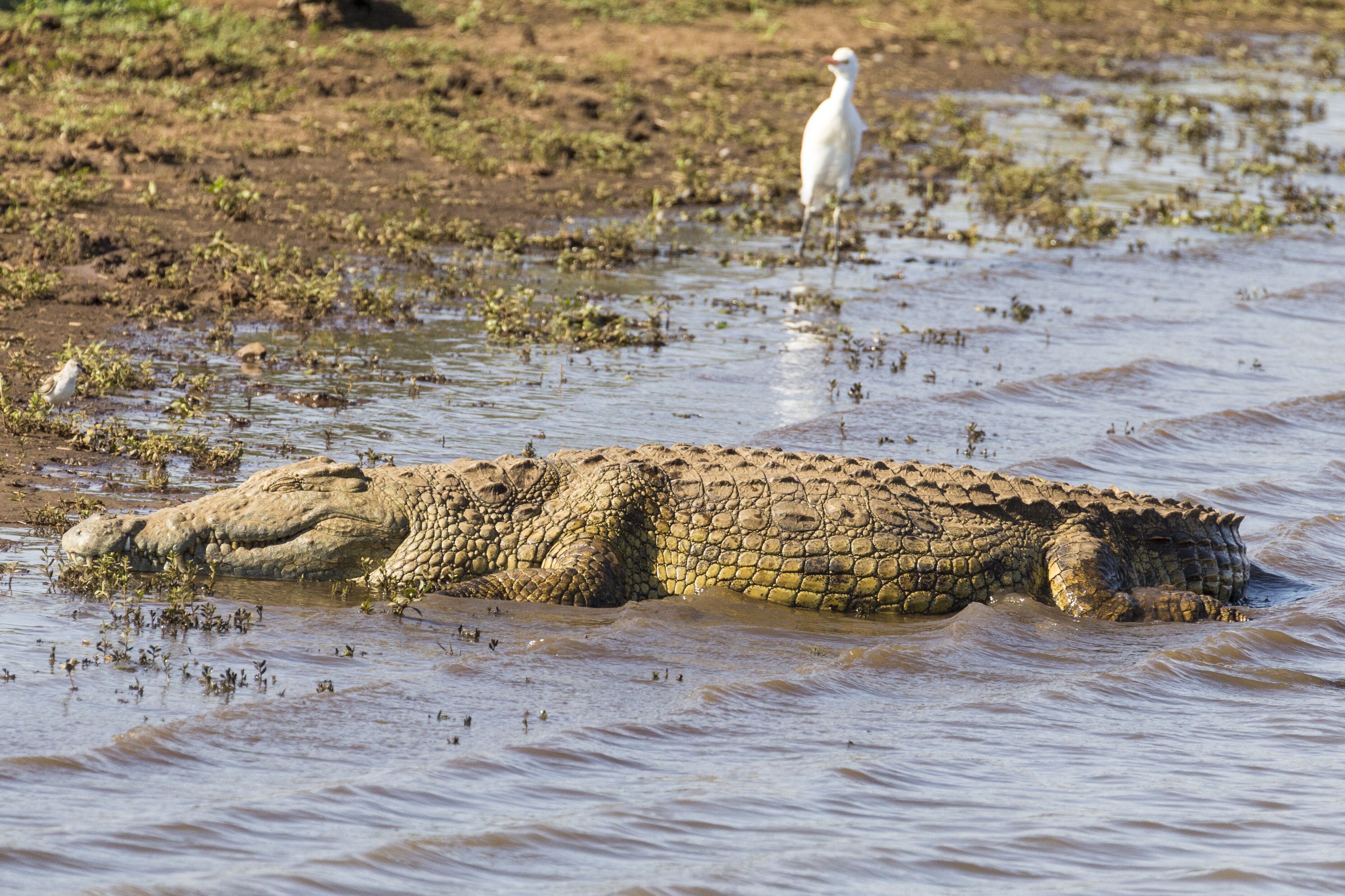 A crocodile partially submerged in water with a bird standing nearby.