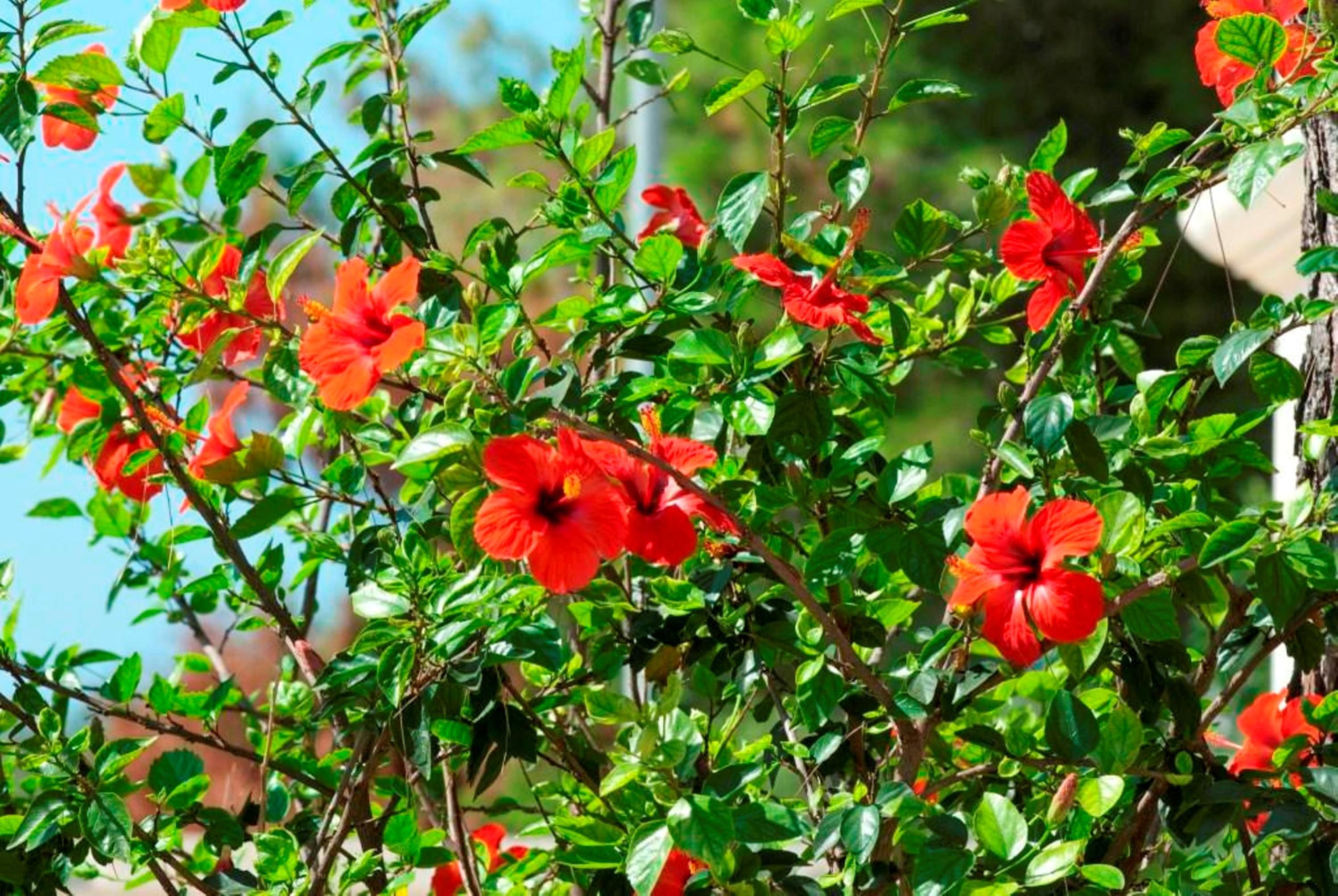 Foto - Resort Villa Hermosa