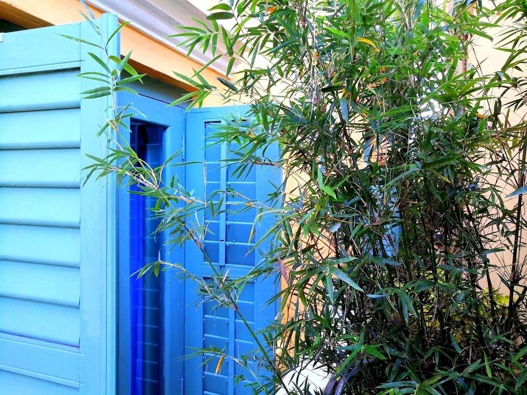 A building with a blue exterior and a bamboo plant in front.
