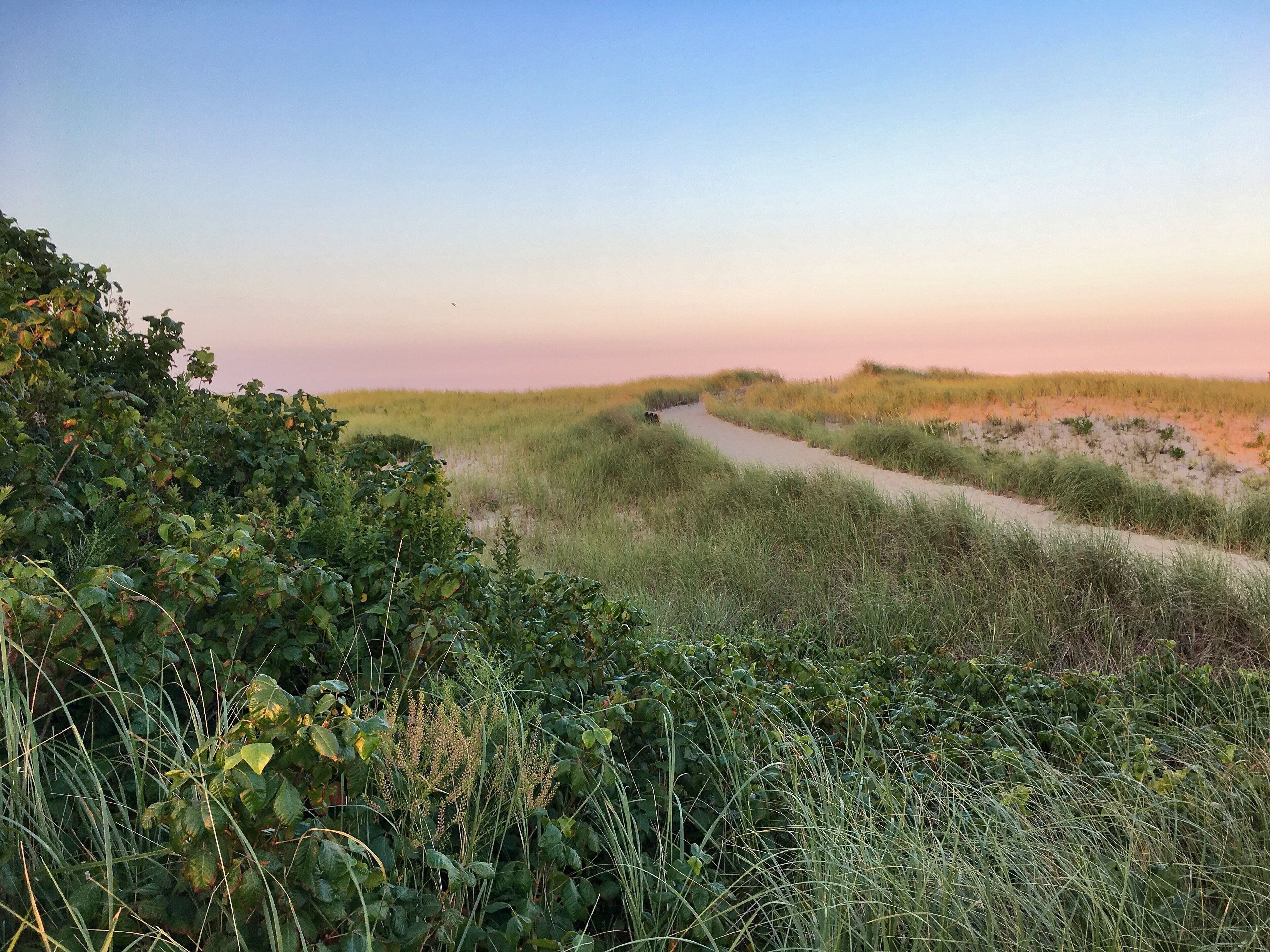 Een pad door een natuurlandschap met weelderige begroeiing en duinen op de achtergrond.