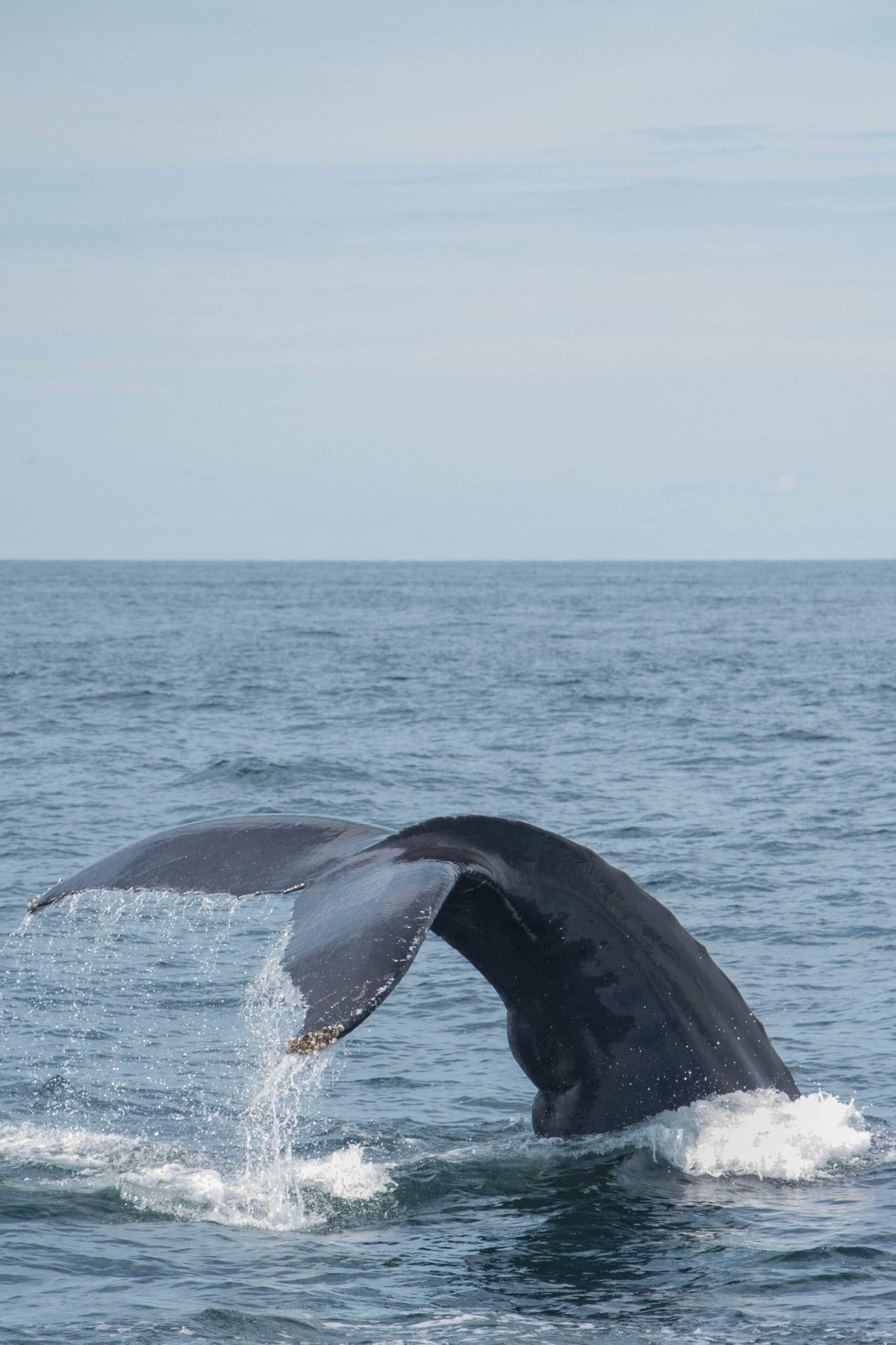 En hval springer ud af vandet, halen synlig.