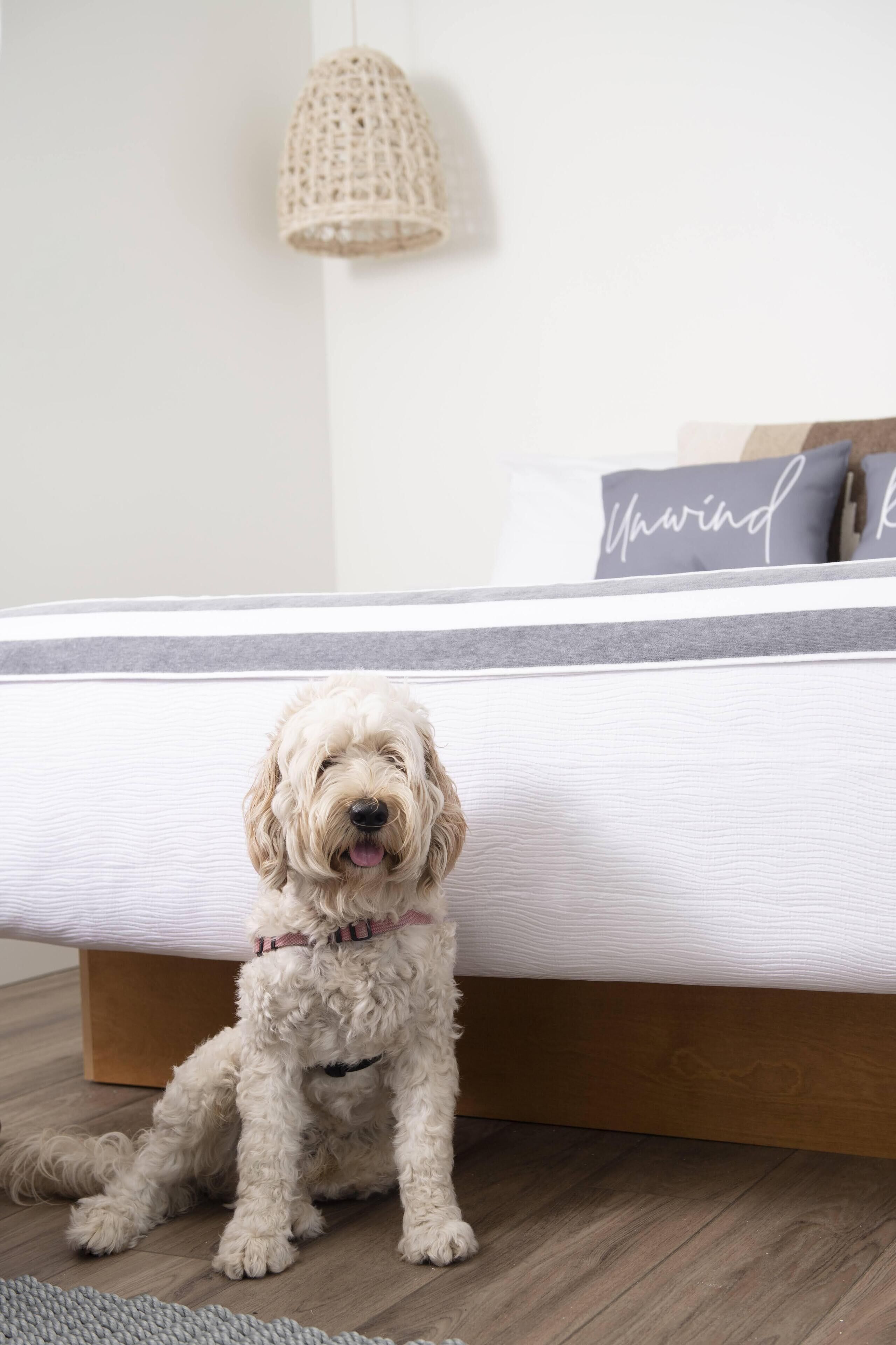 Ein Hund sitzt auf einem Holzboden in einem Zimmer mit einem Bett, einer Pendelleuchte und einem Kissen mit Schriftzug.