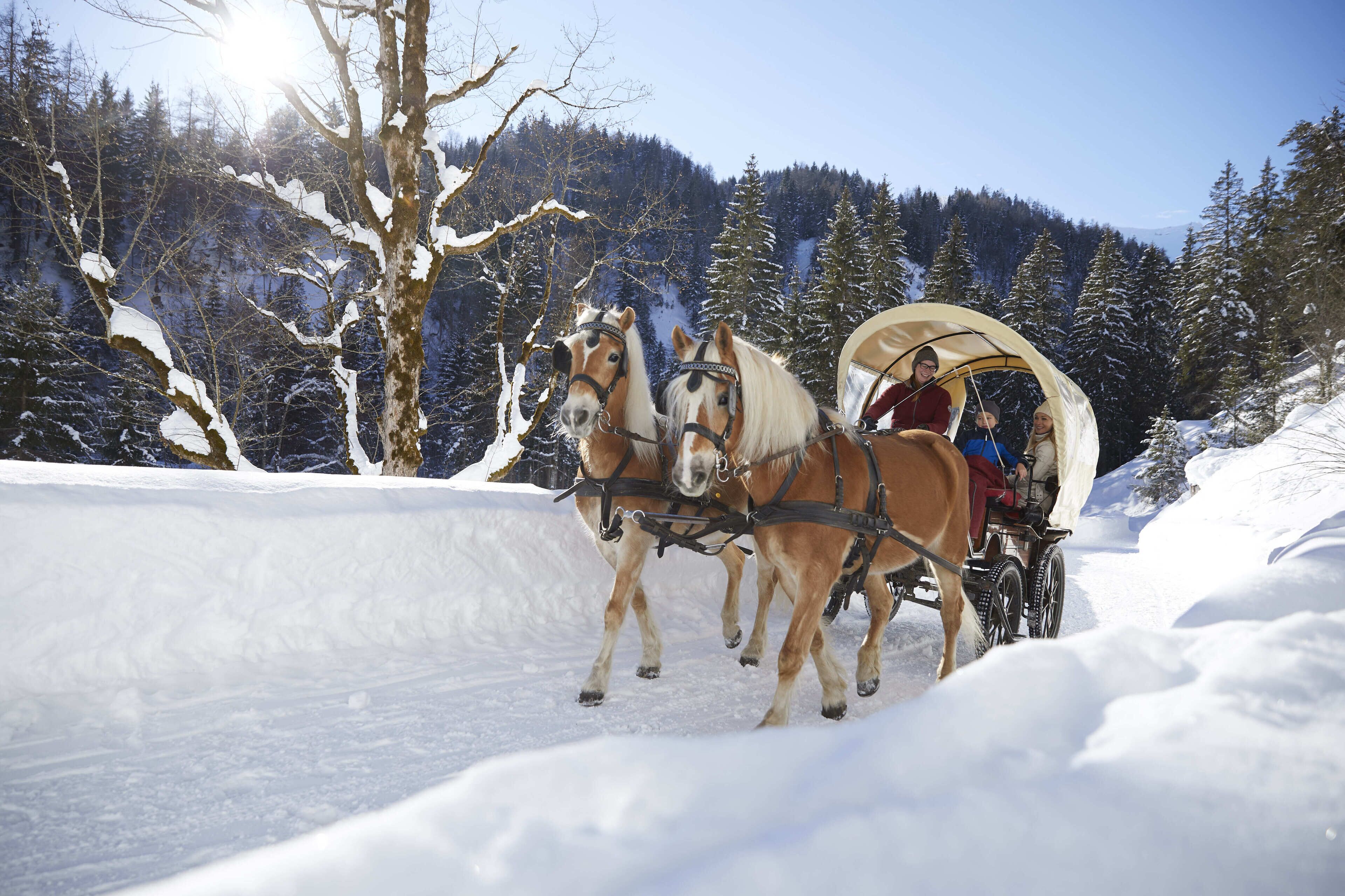 Une calèche tirée par des chevaux se déplace dans une forêt enneigée.