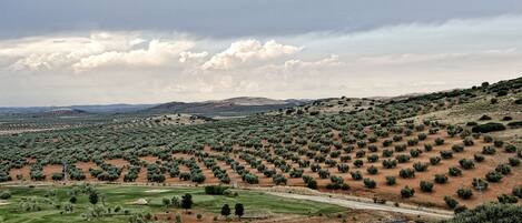 A landscape with olive groves, a golf course, and a winding road.
