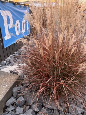 A garden area with a blue banner reading "Pool" and a plant with reddish-brown foliage.