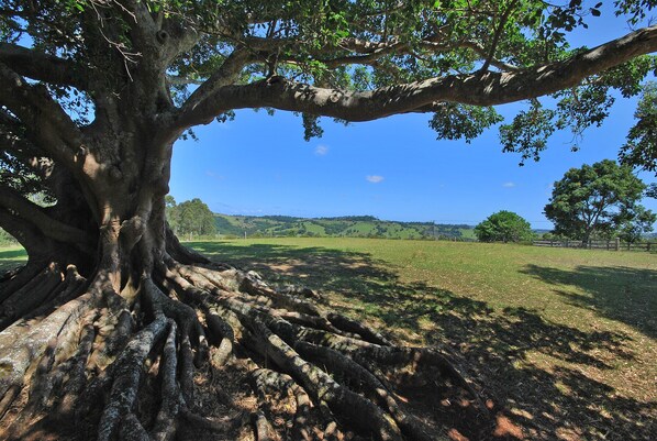A large tree with extensive roots in a grassy field. - Summerhills Retreat Byron Bay (Binna Burra)