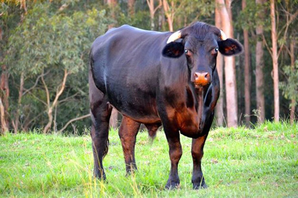 SummerHills Retreat Byron Bay (now Sparkle Tantra) by null