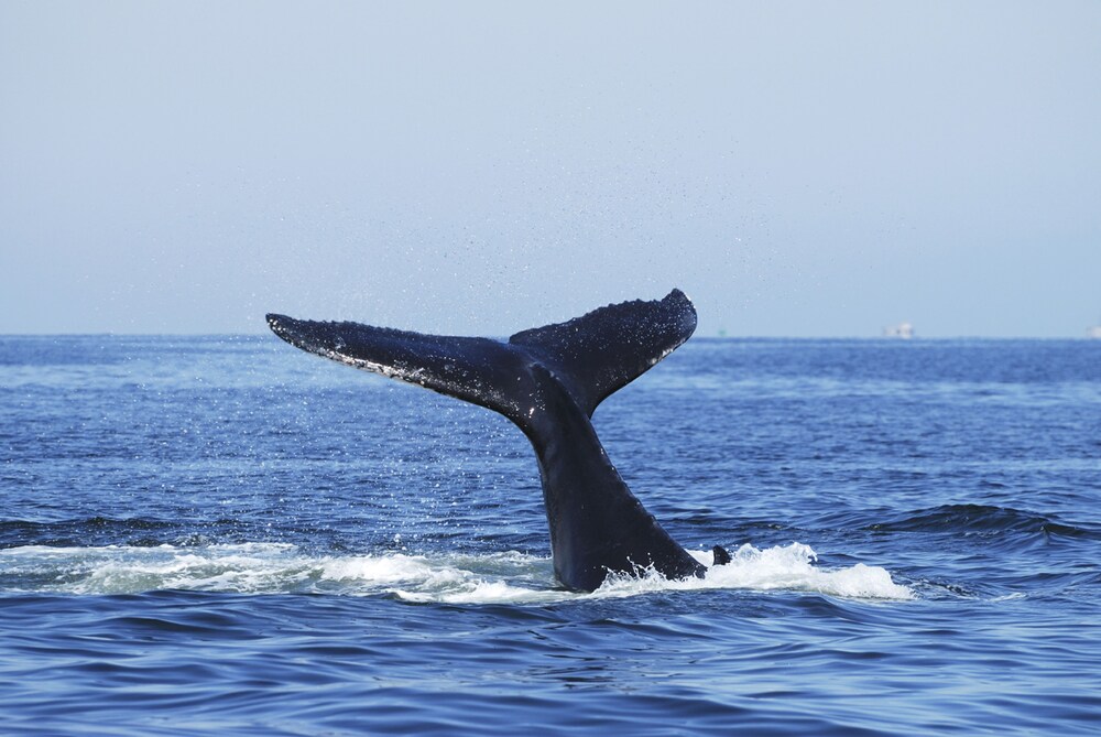 SummerHills Retreat Byron Bay (now Sparkle Tantra) by null