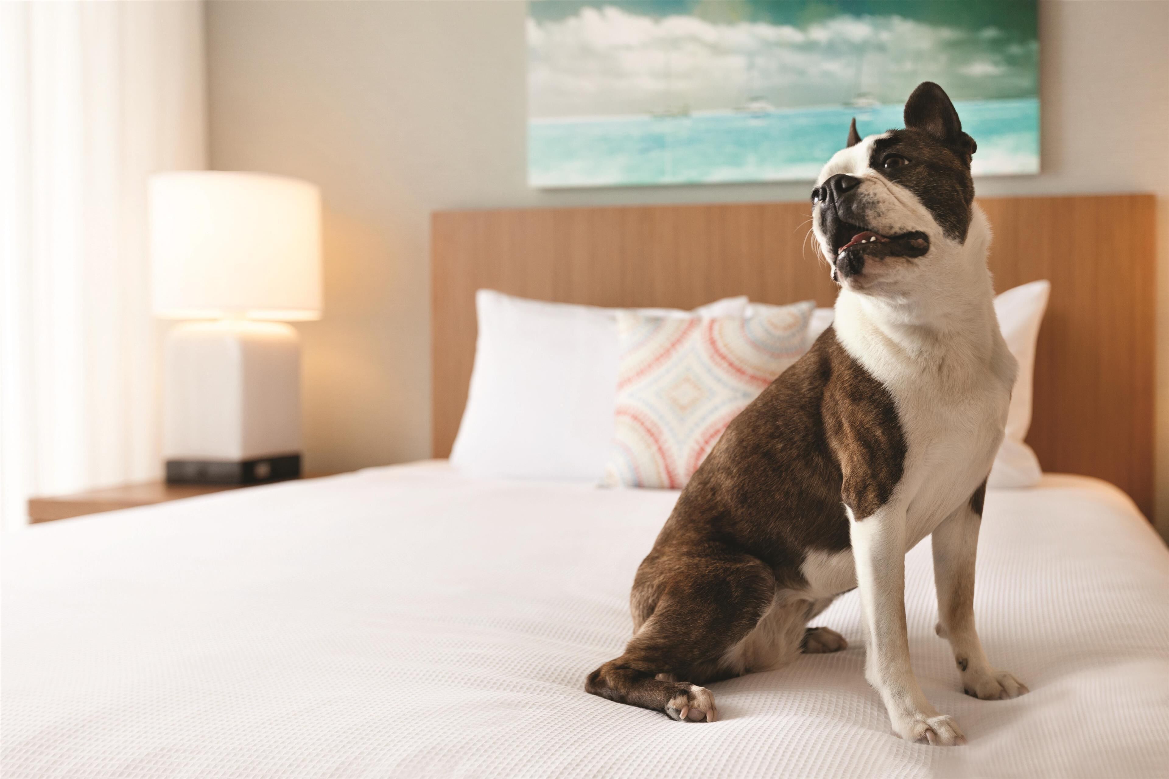 Ein Hund sitzt auf einem Bett mit einem weißen Kopfkissen und einem gemusterten Kissen in einem Hotelzimmer.