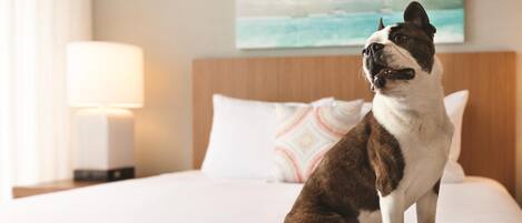 A dog sitting on a bed with a white pillow and a patterned pillow in a hotel room.