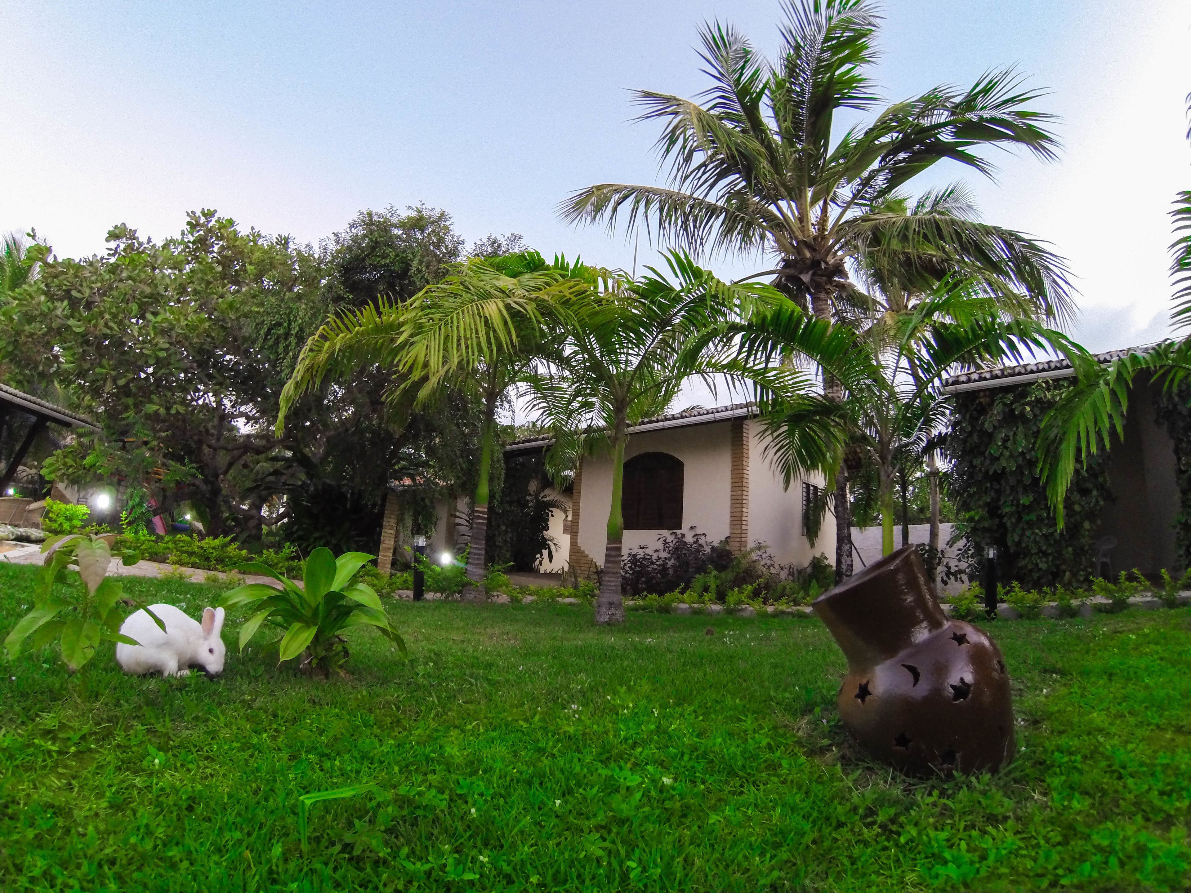 A lush garden with a white rabbit, a palm tree, and a building with a tiled roof.