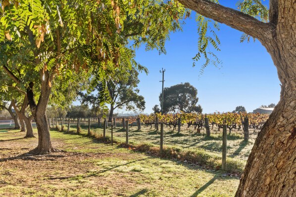 Un vignoble avec des rangées de vignes et des arbres au premier plan.