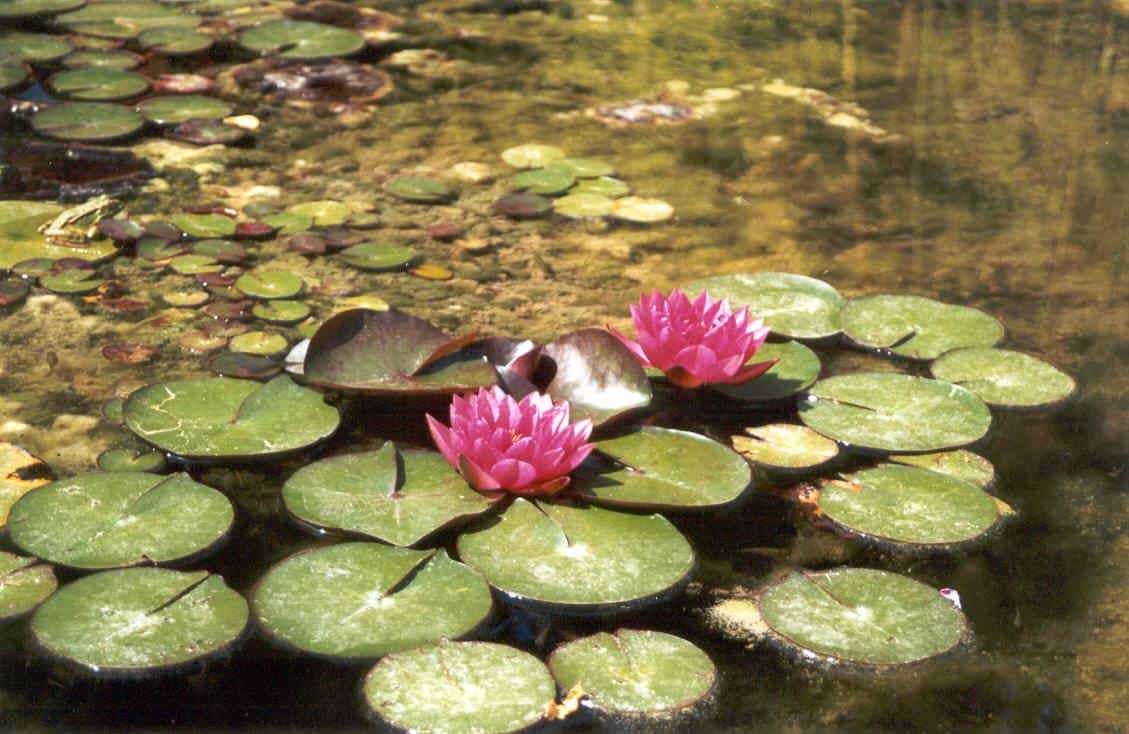 Um lago com nenúfares.