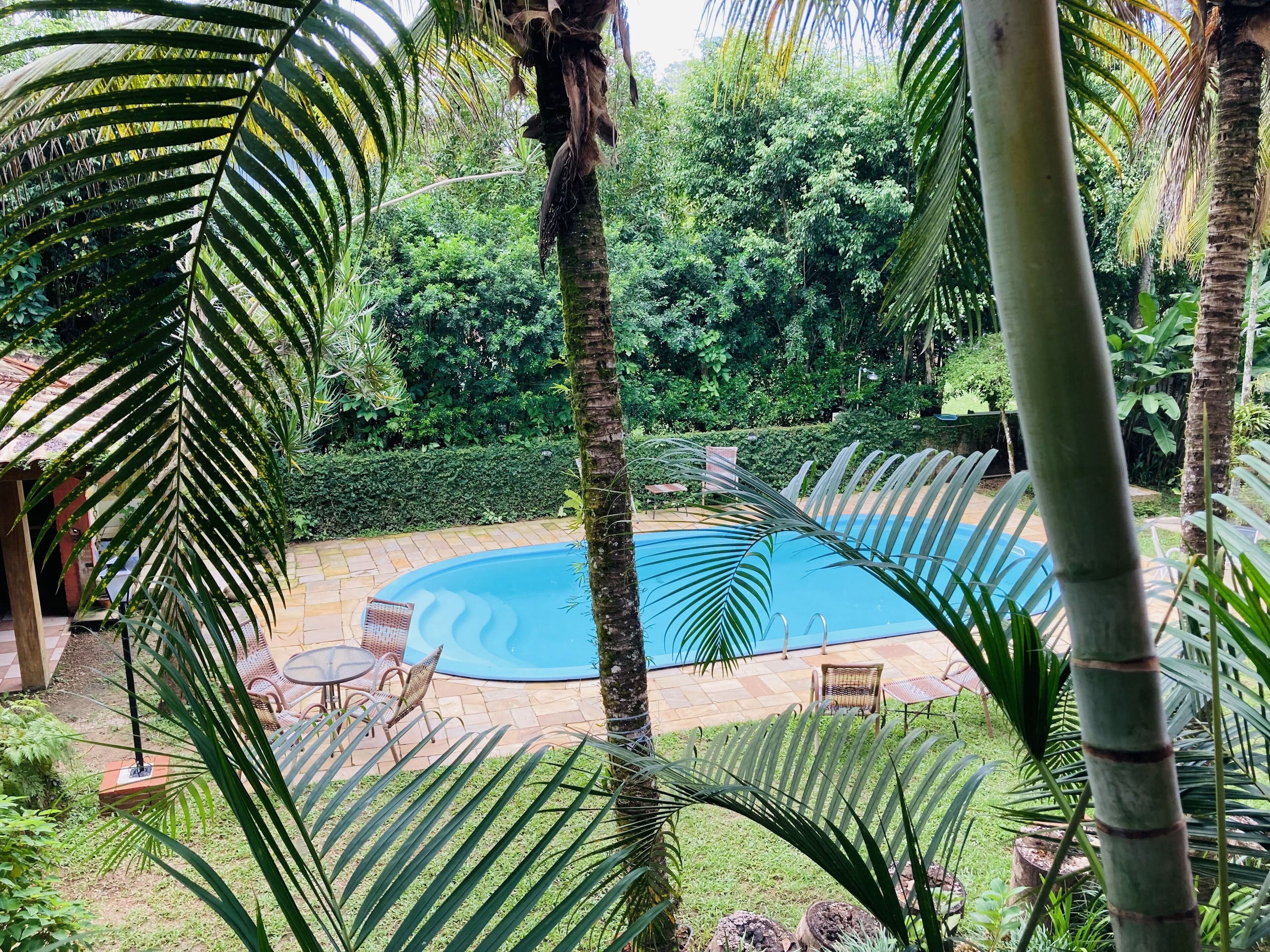 Una piscina rodeada de exuberante vegetación y palmeras.