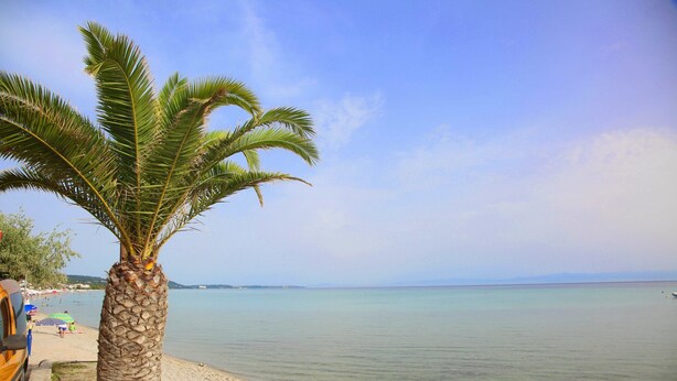 A beach with a palm tree and a clear view of the sea. - Hotel Odysseas (Kassandra)