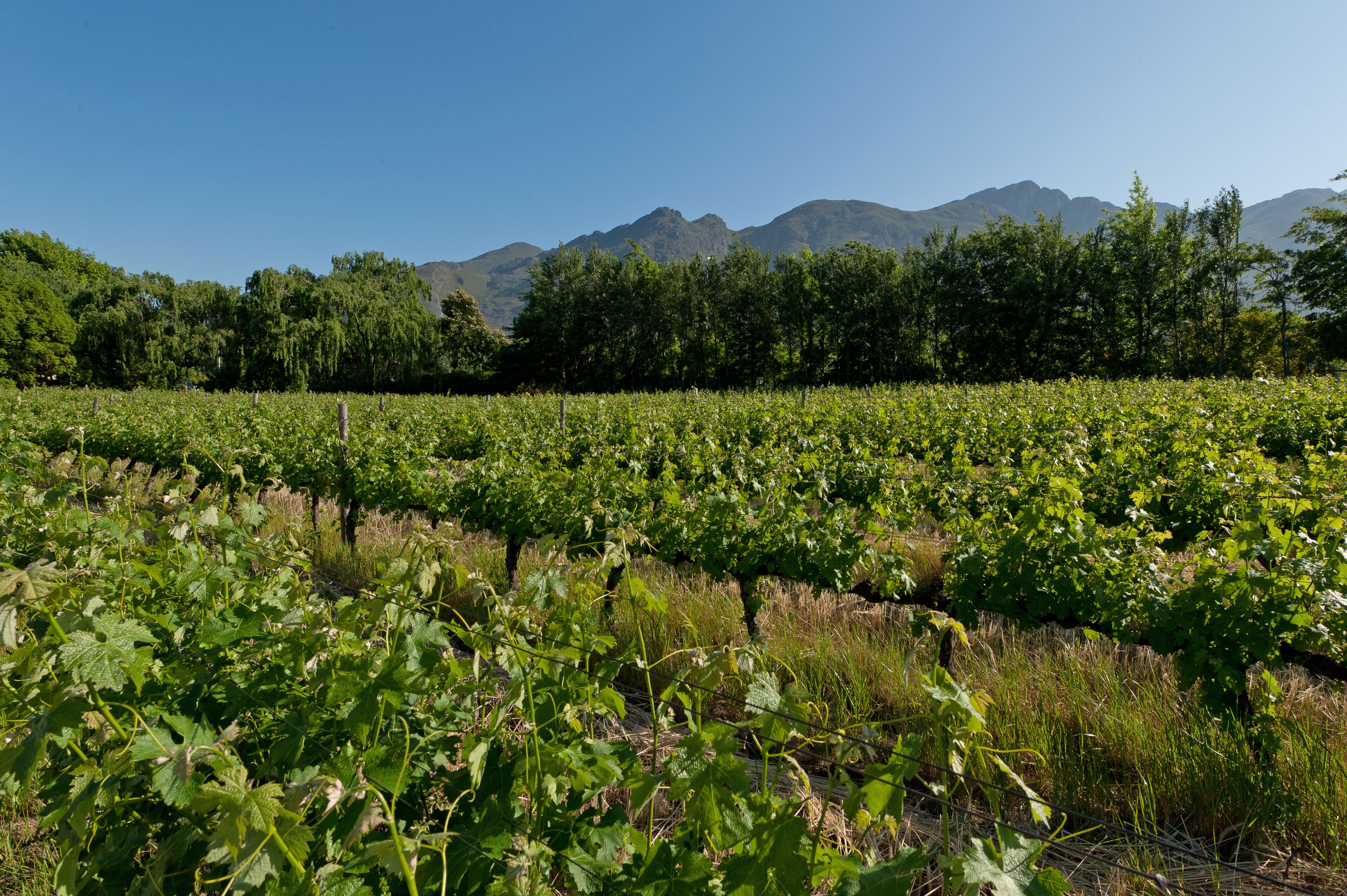Vignoble