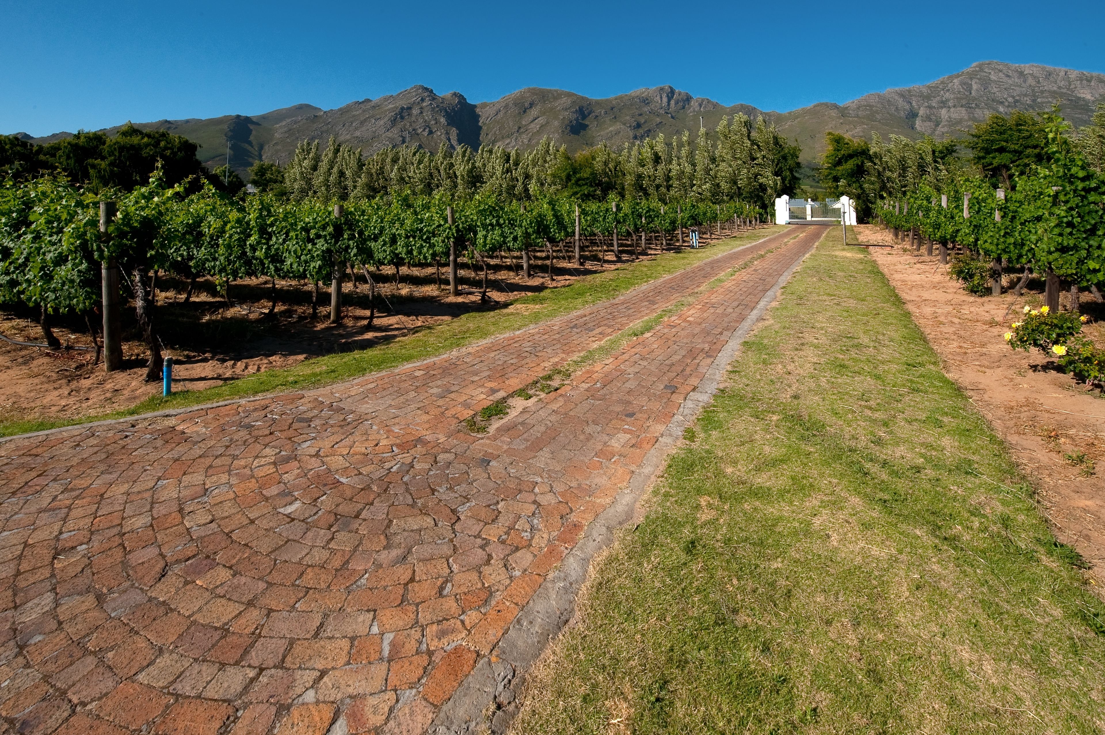 A vineyard with rows of grapevines, a paved walkway, and a mountain backdrop.