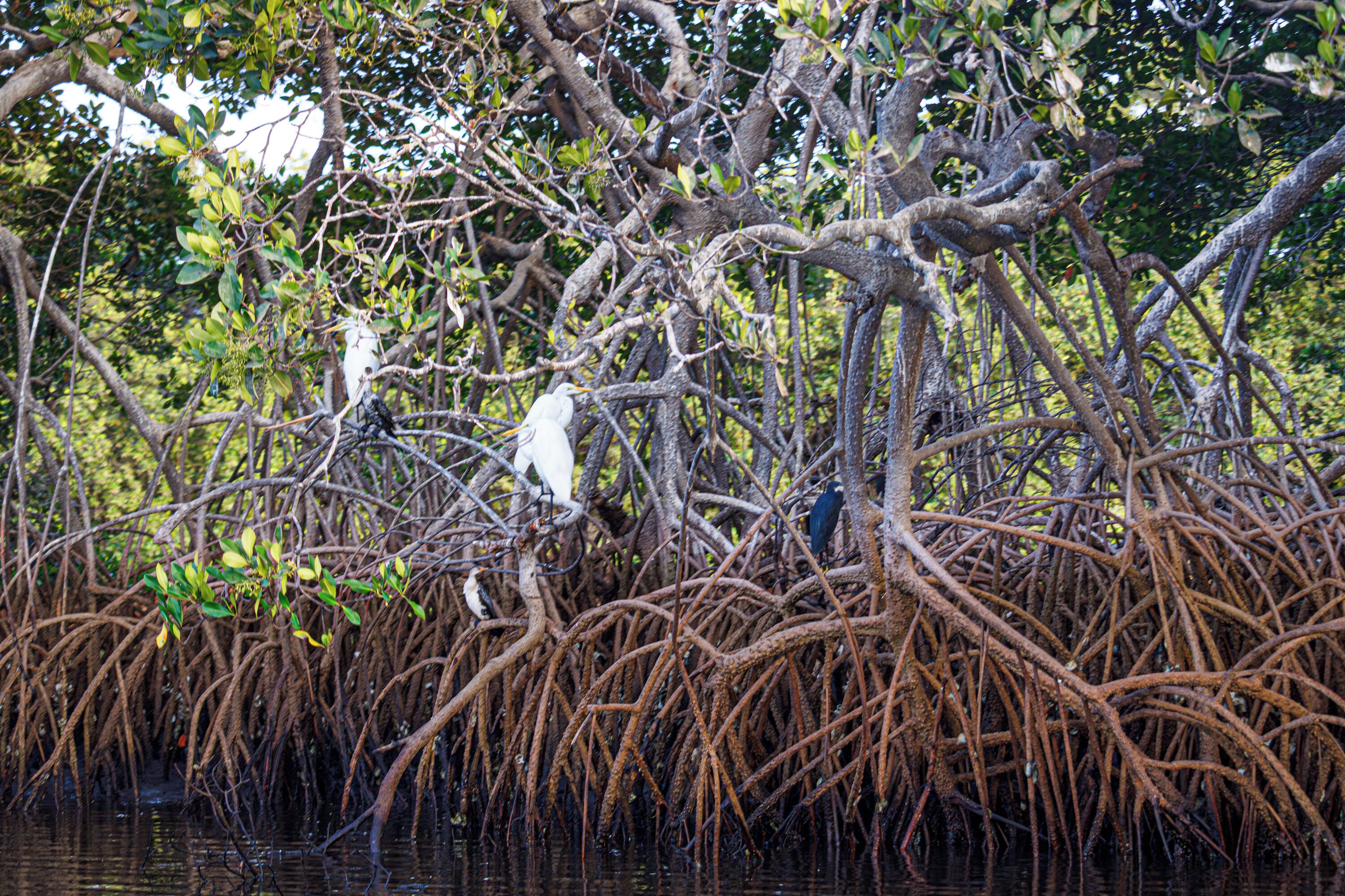 A mangrove forest with birds perched on the branches.