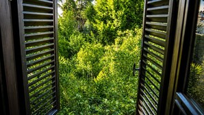 A view through open wooden shutters, revealing a dense green garden with various plants and trees.