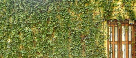 Single Deluxe | Pemandangan dari kamar