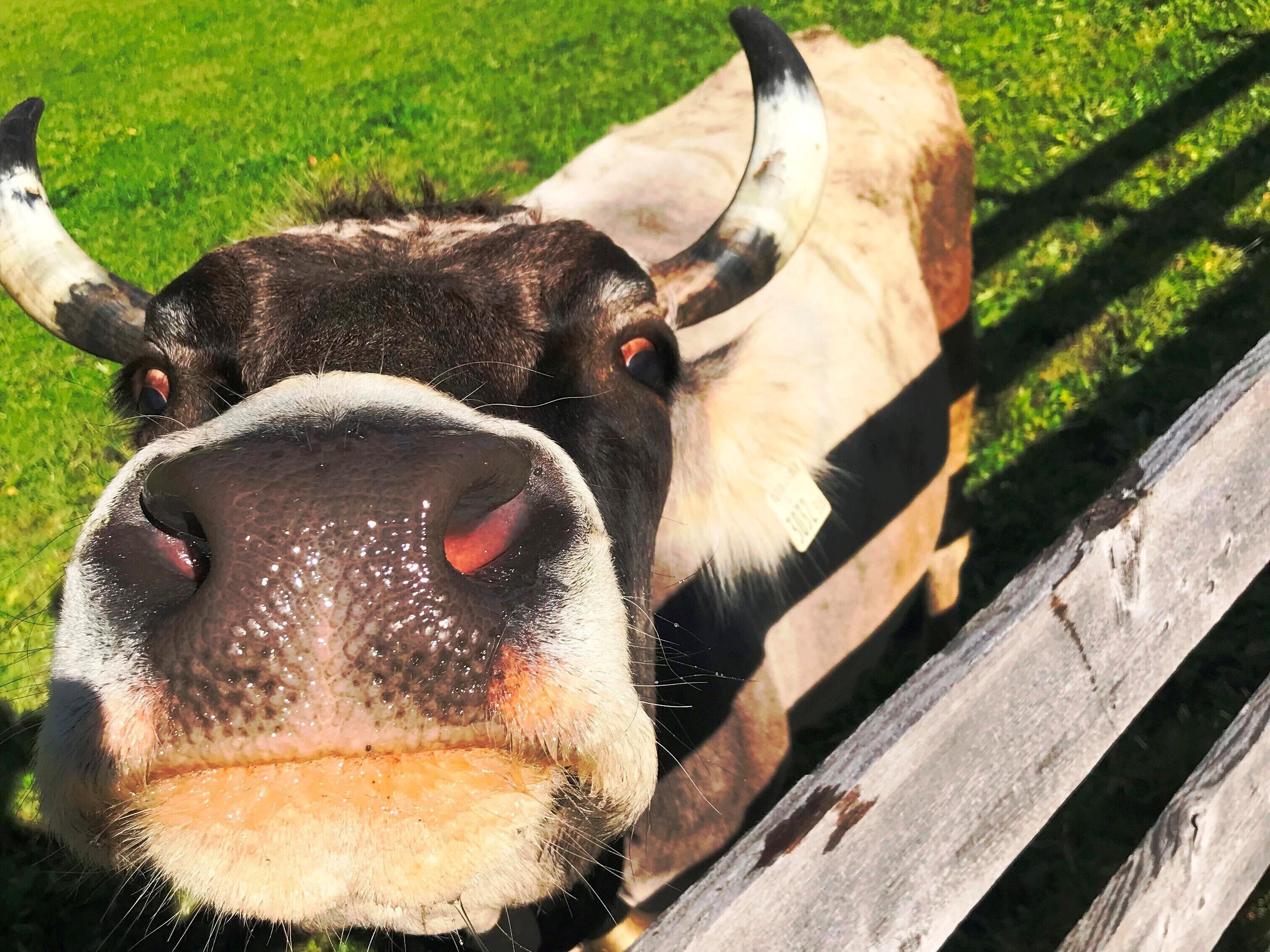 Un gros plan du visage d’une vache, avec une clôture en bois en arrière-plan.