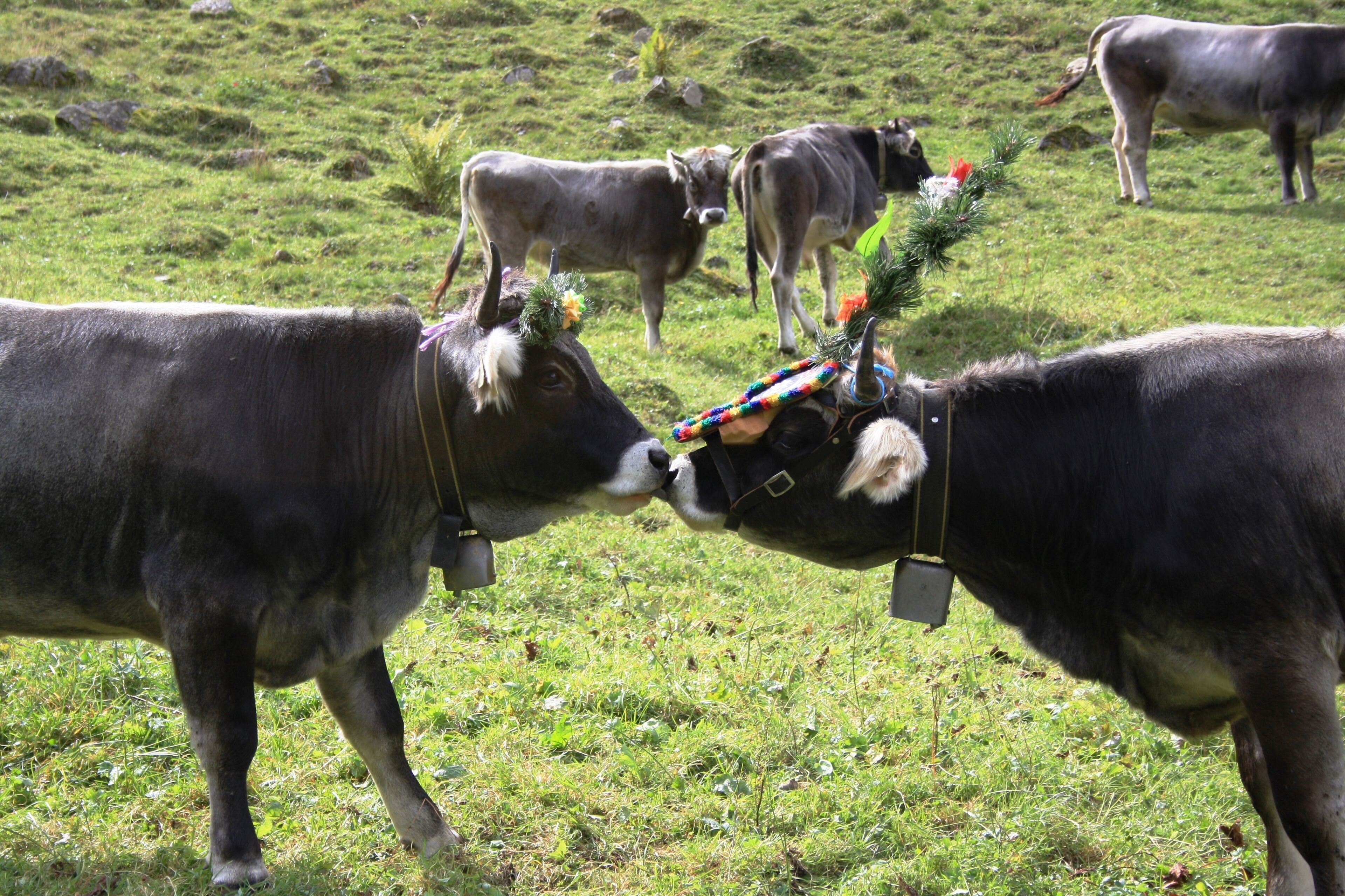 Un grupo de vacas en un campo cubierto de hierba.