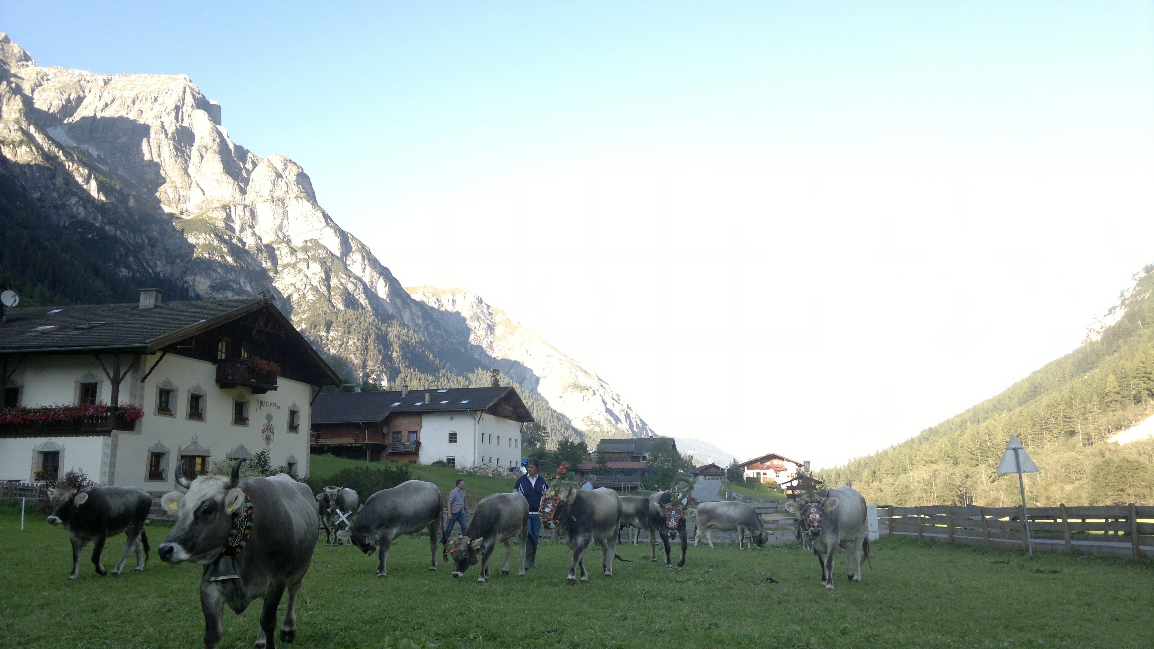 Entorno rural con un rebaño de vacas en un campo, montañas al fondo y edificios tradicionales con balcones.