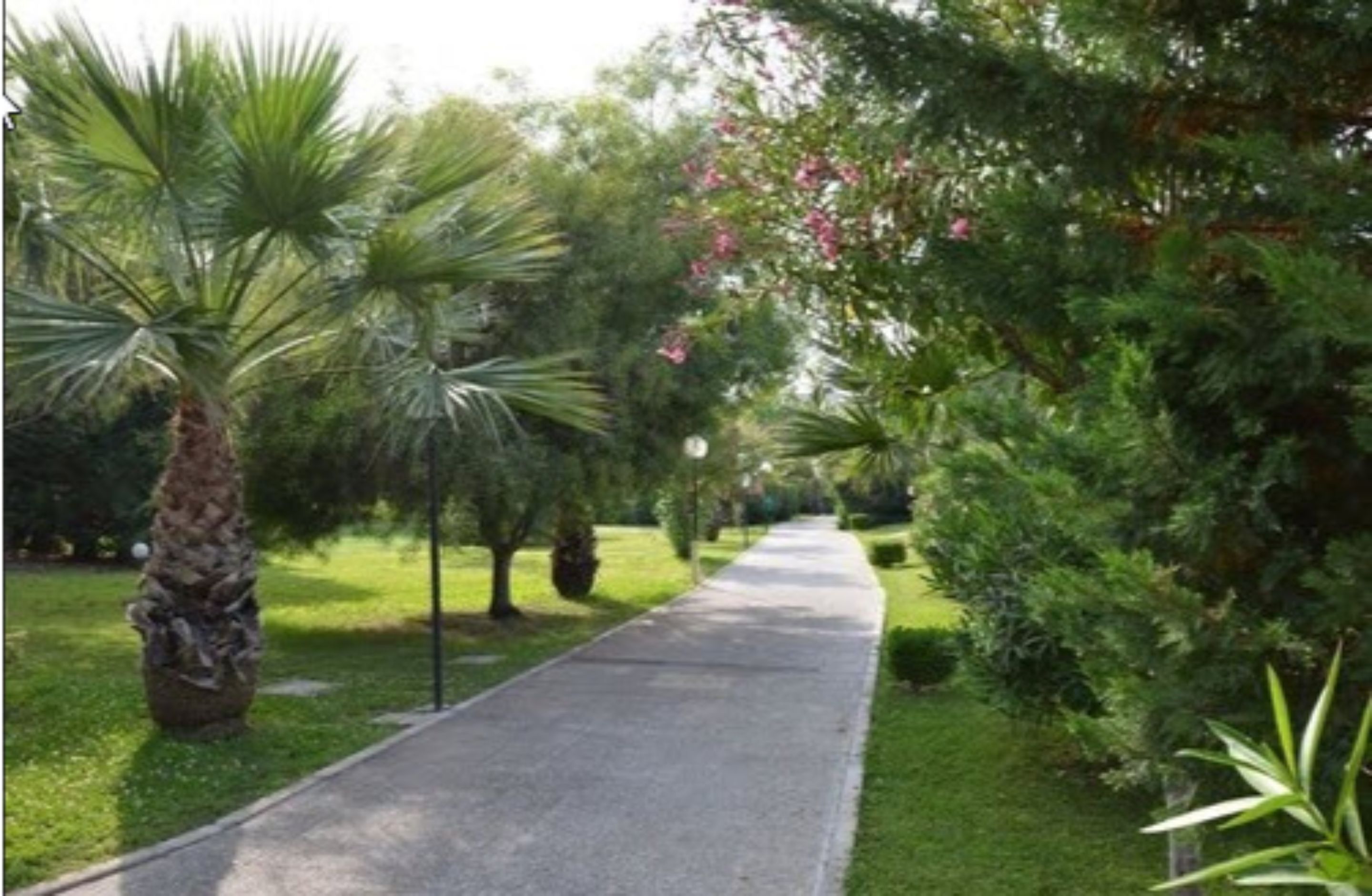 A paved pathway flanked by lush greenery and palm trees.