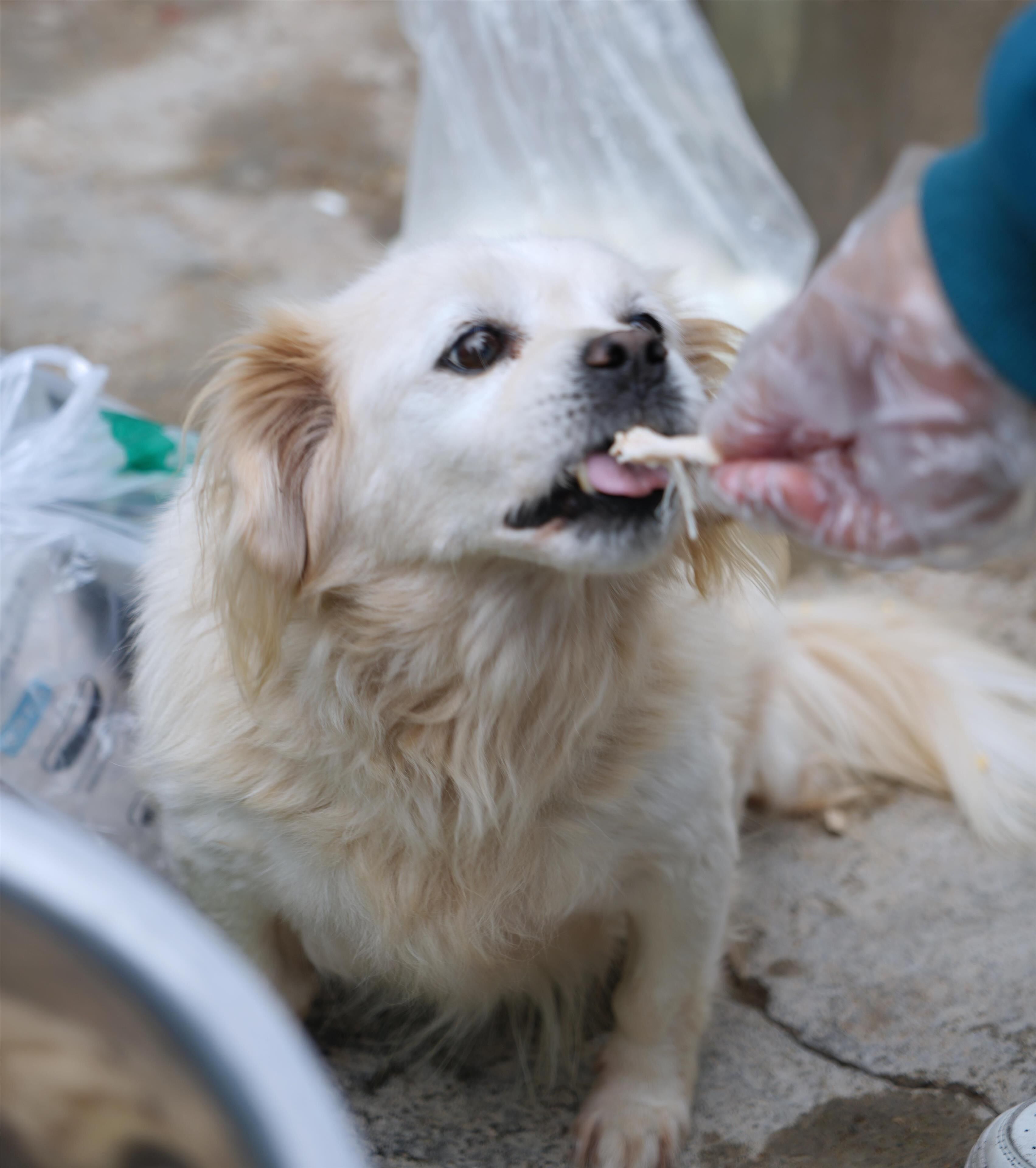 Una persona alimentando a un perro.