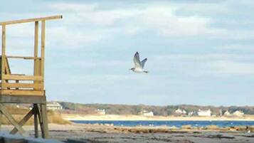 Una torre de salvavidas en la playa con una gaviota volando en el cielo.