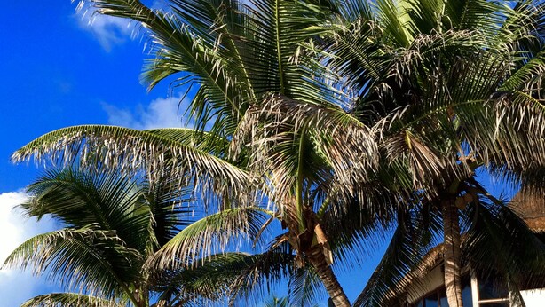 A wooden deck with a hammock, palm trees, and a clear pool reflecting the sky. - Amansala (Tulum)