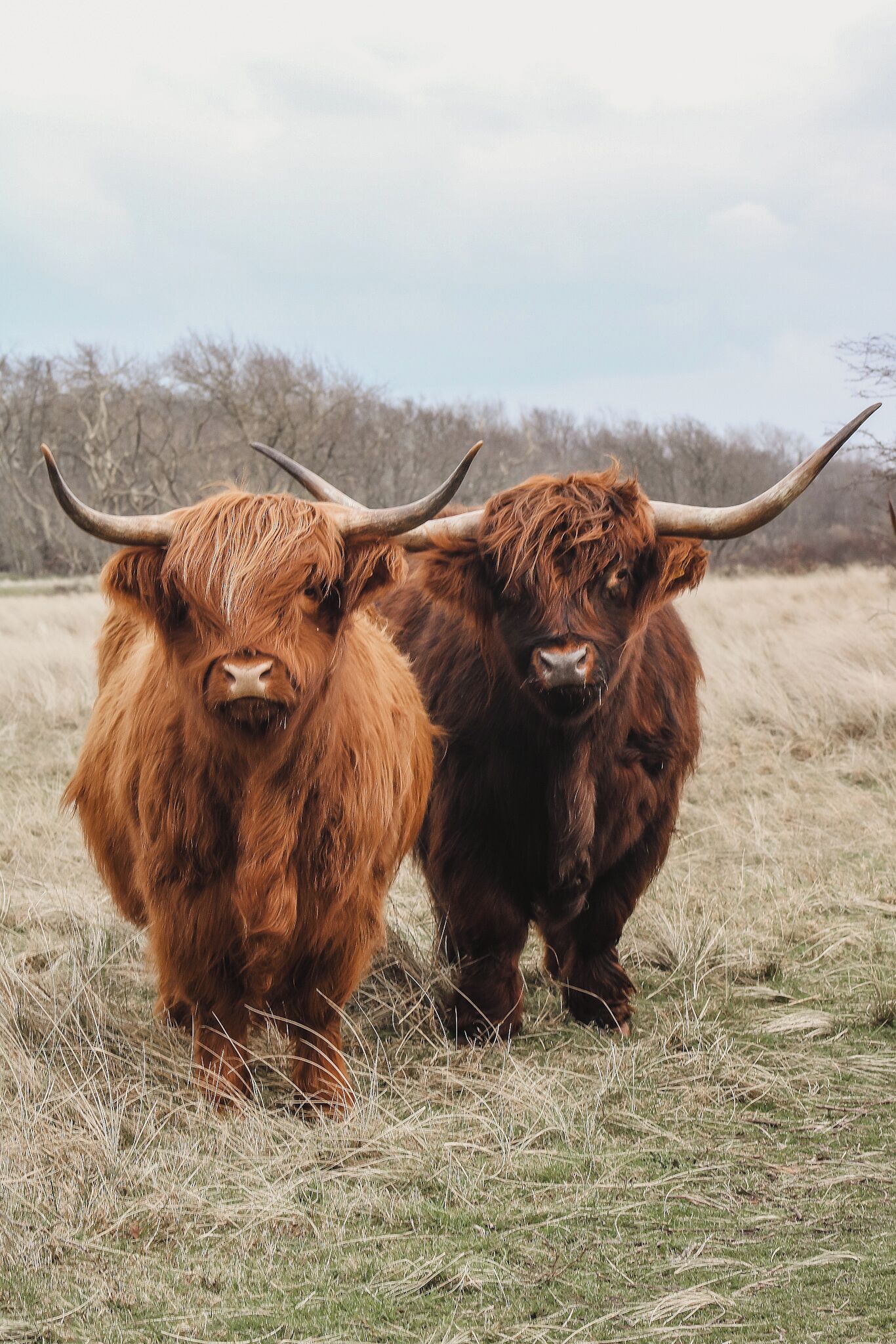 Foto - Zoomers aan het Bos