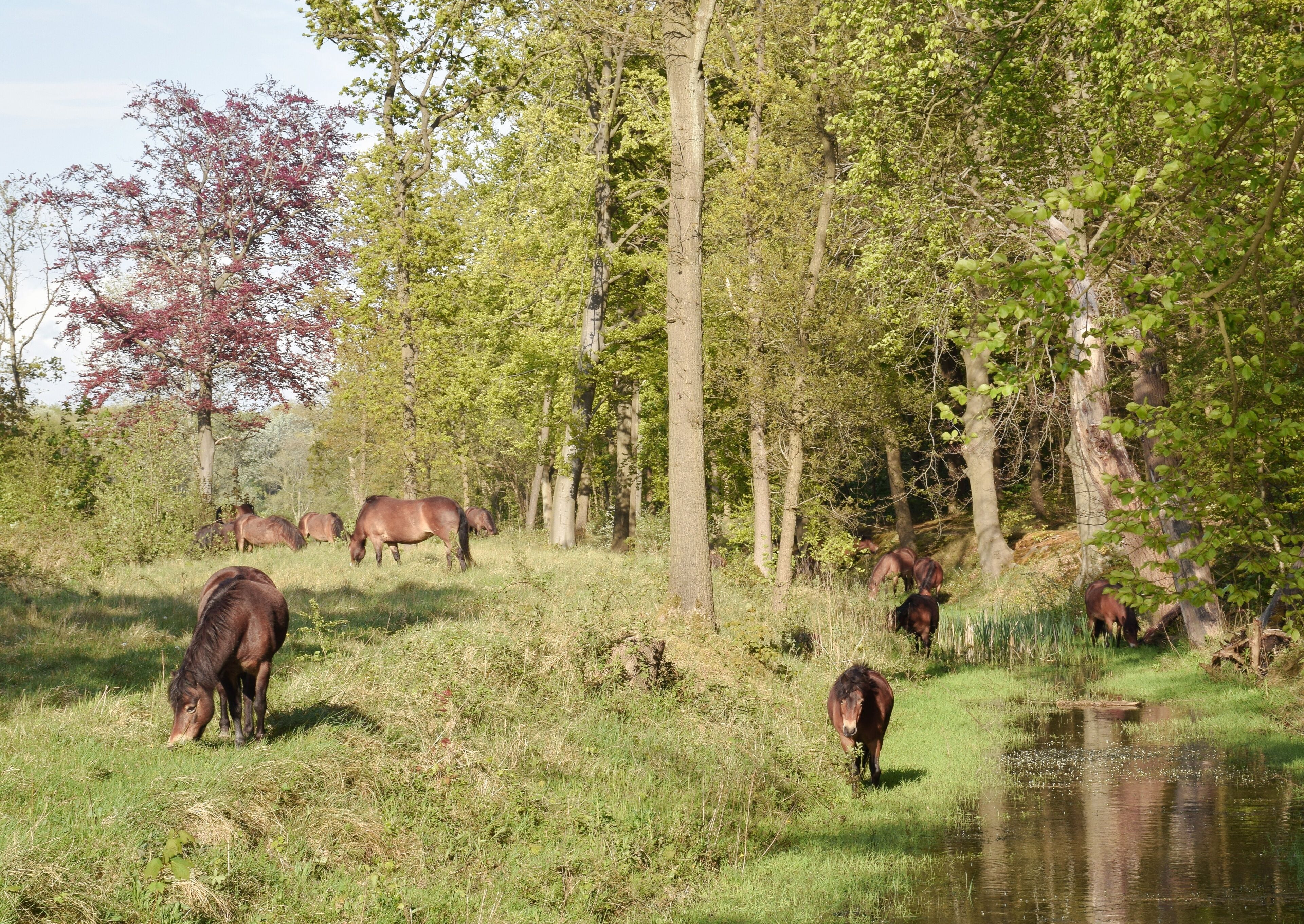 Foto - Zoomers aan het Bos