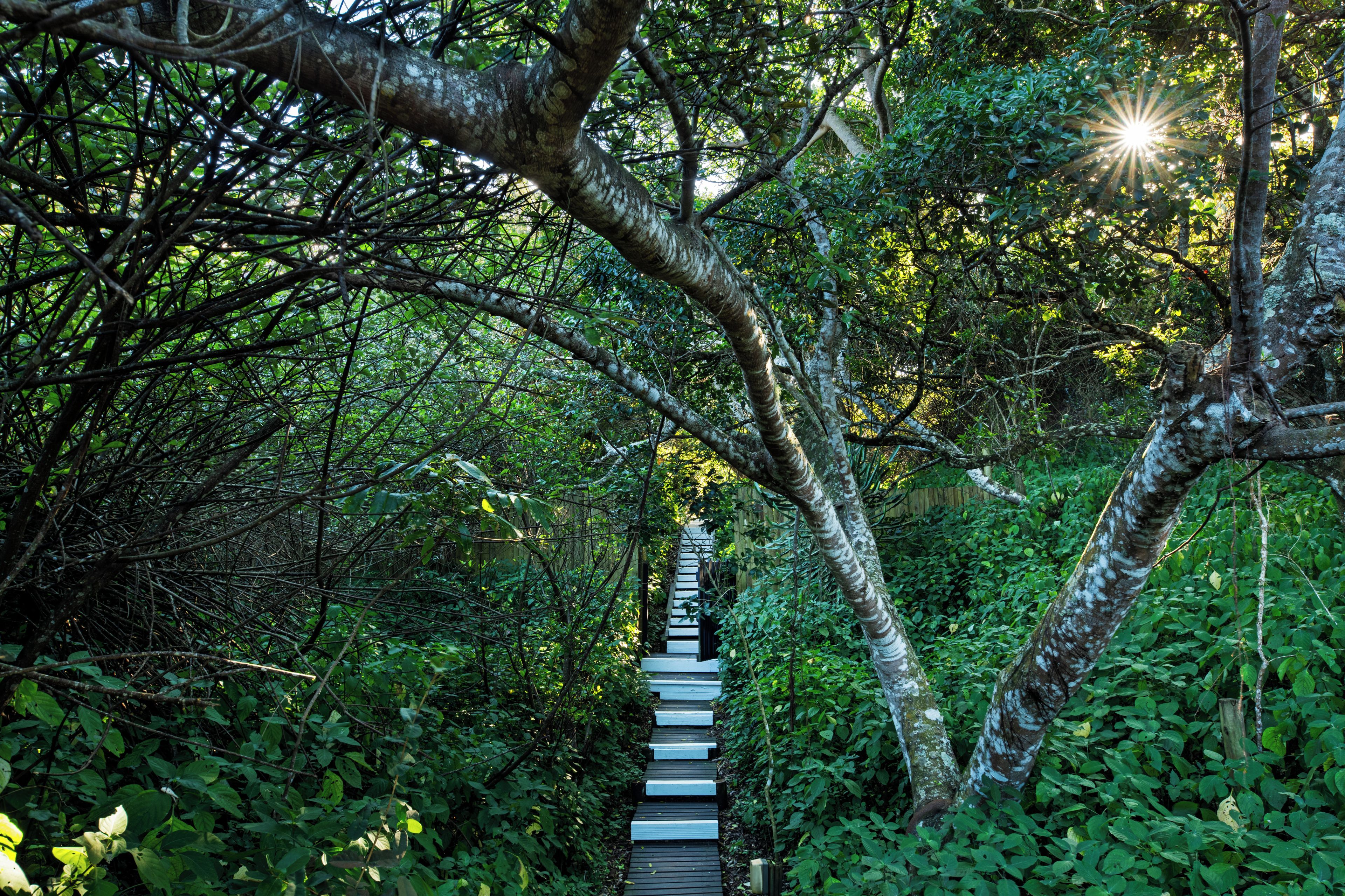Una escalera de madera rodeada de exuberante vegetación y árboles.