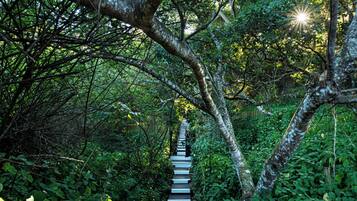 Una escalera de madera rodeada de exuberante vegetación y árboles.