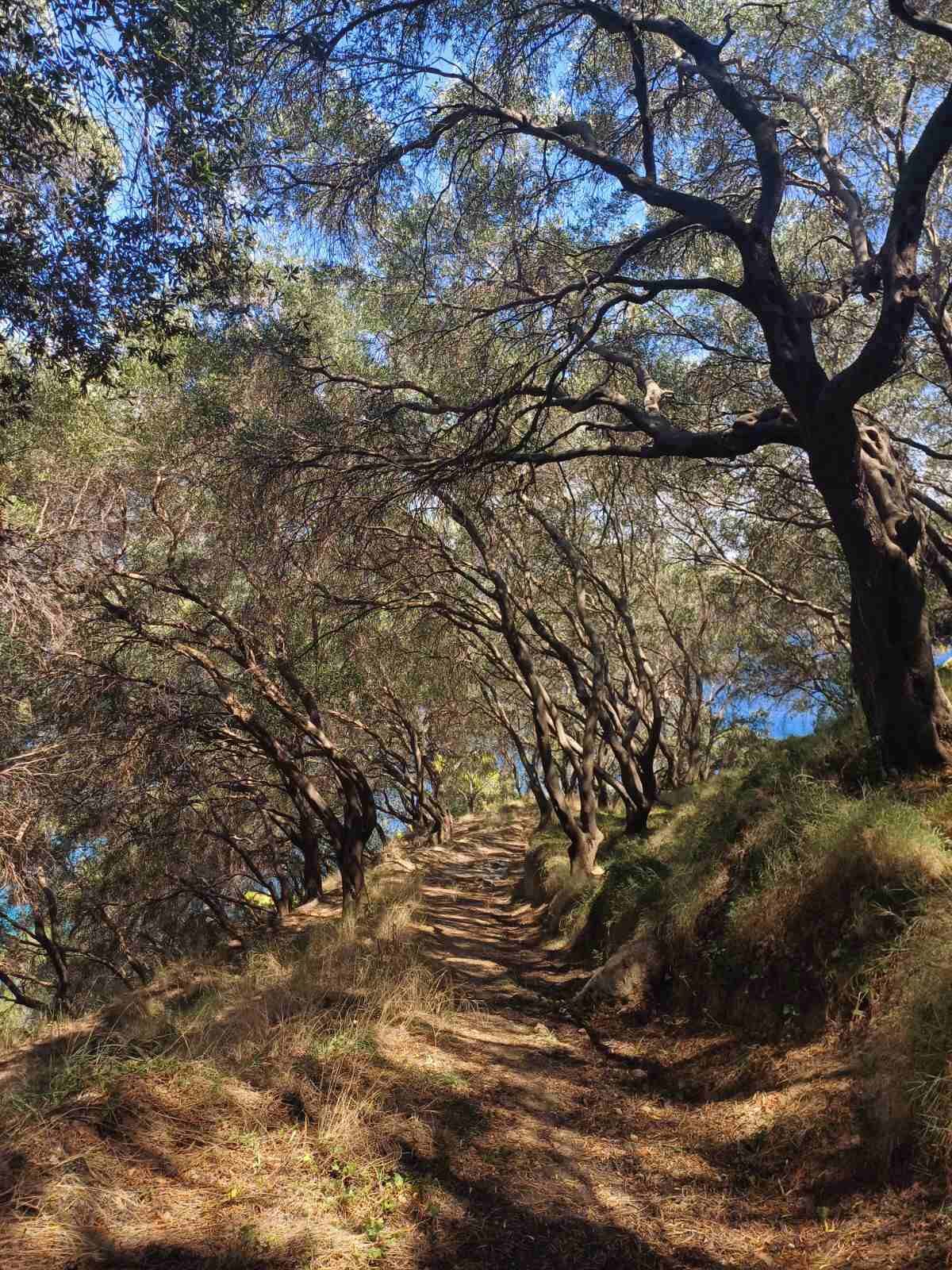 A forested path with trees and a clear sky.