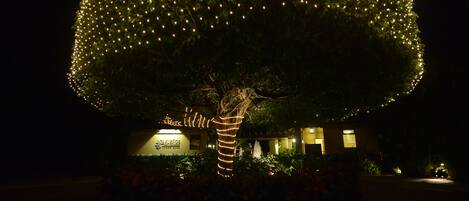 Un árbol iluminado con luces, un edificio con un letrero y un sendero bien iluminado.