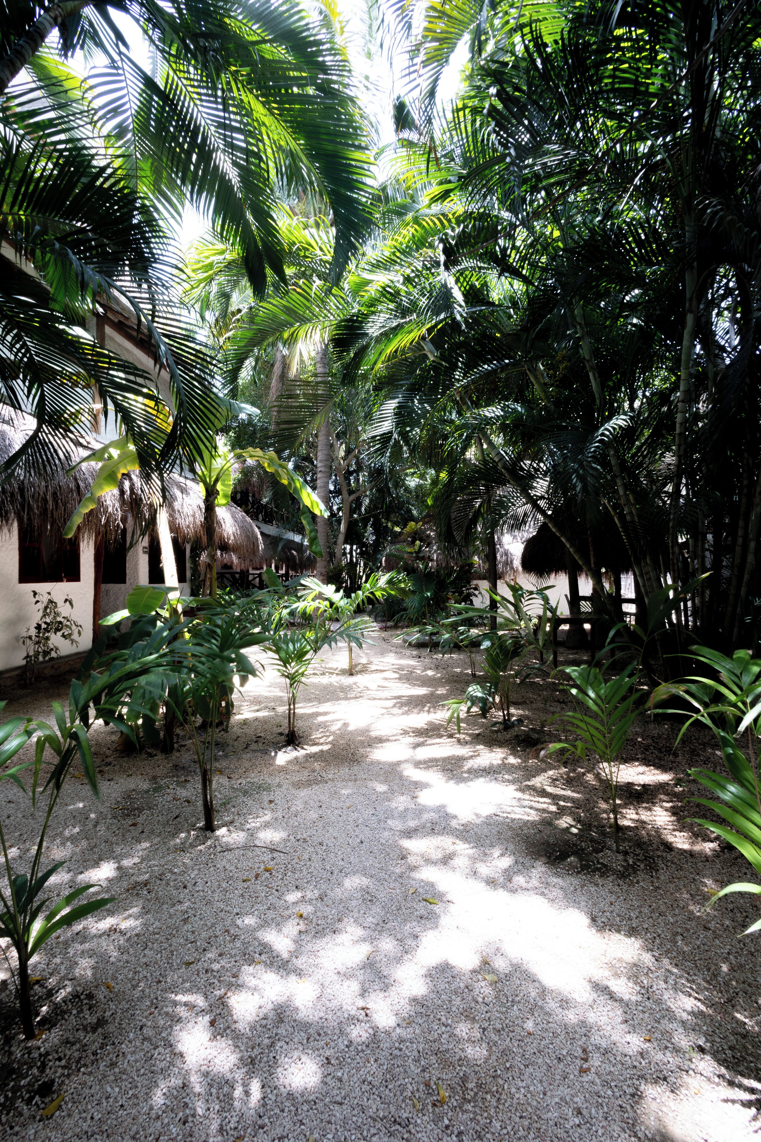 Un jardin tropical avec des palmiers, une hutte au toit de chaume et un chemin de gravier.