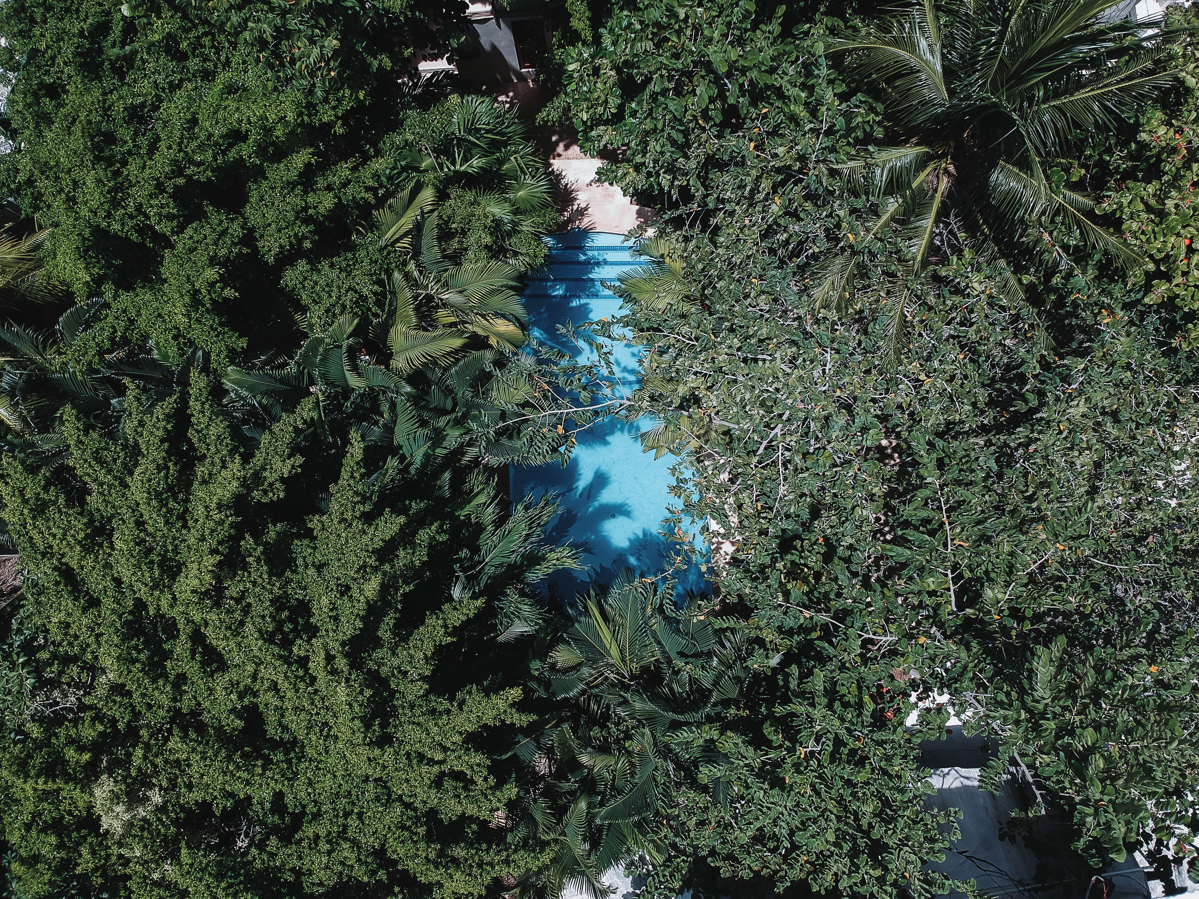 Une vue aérienne d’une zone verdoyante et luxuriante, avec un feuillage dense et une structure bleue partiellement dissimulée par les arbres.