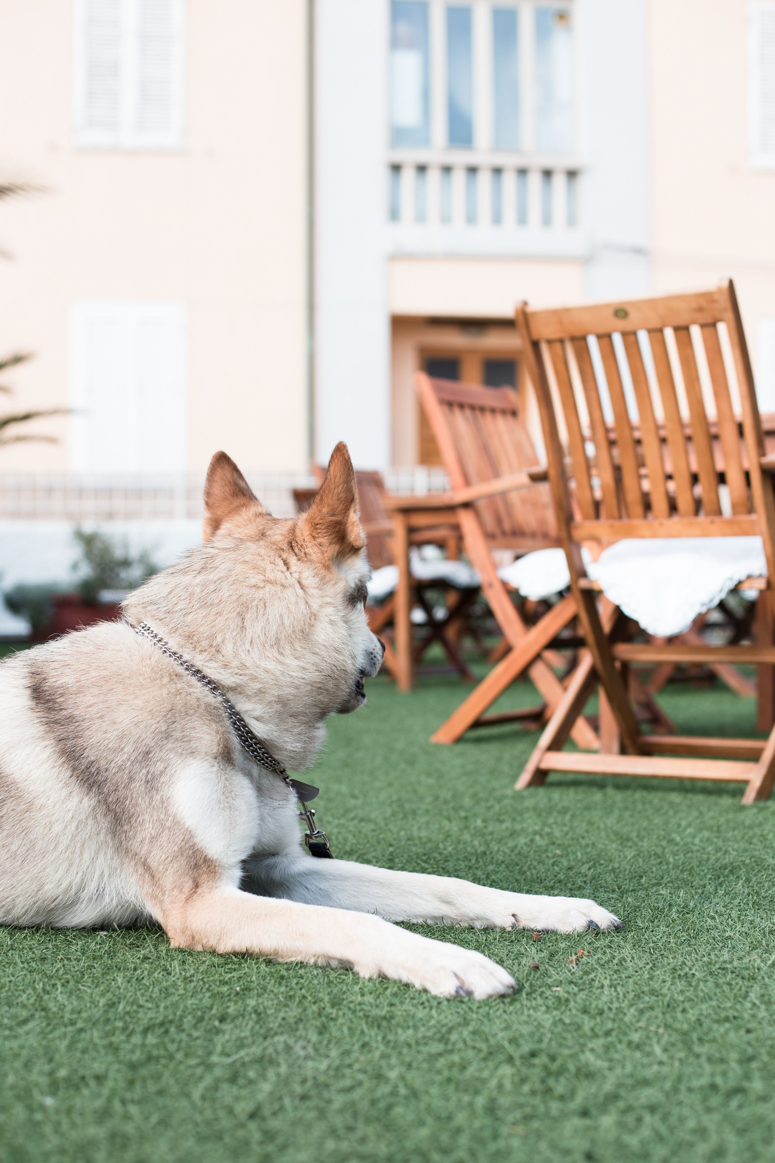Un perro descansando sobre césped artificial, con sillas de madera y un edificio al fondo.