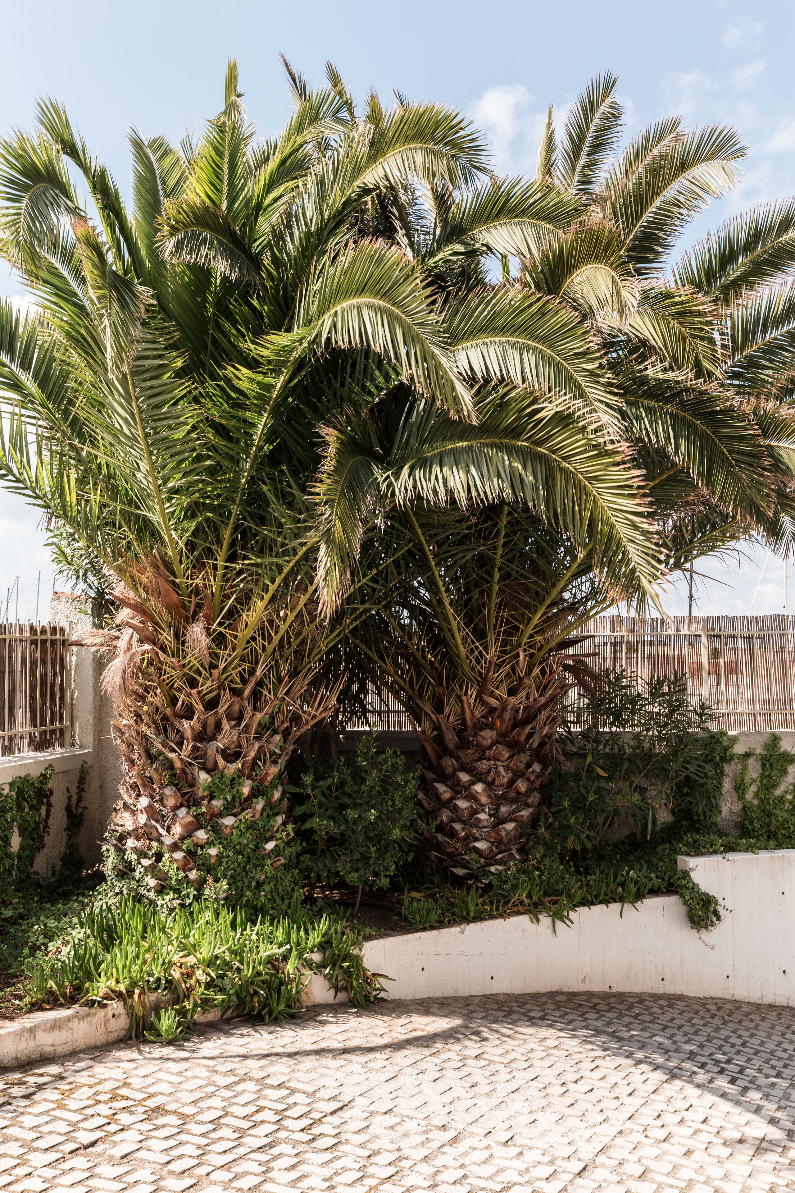 Una palmera en un patio con suelo de baldosas y un muro bajo.