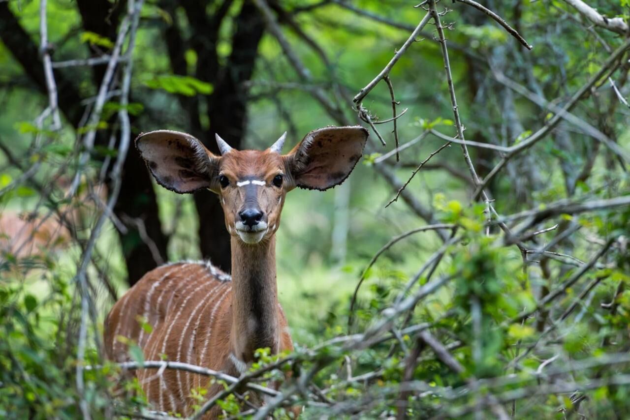 A deer in a forested area with dense foliage and trees.