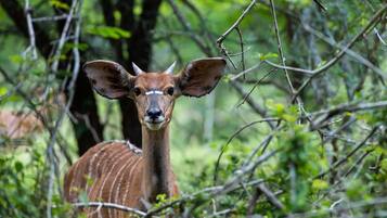 A deer in a forested area with dense foliage and trees.