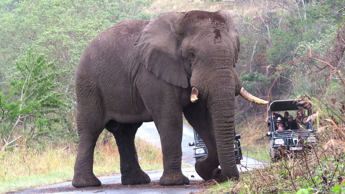 An elephant standing on a road with a vehicle in the background.