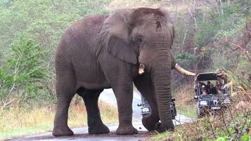 An elephant standing on a road with a vehicle in the background.
