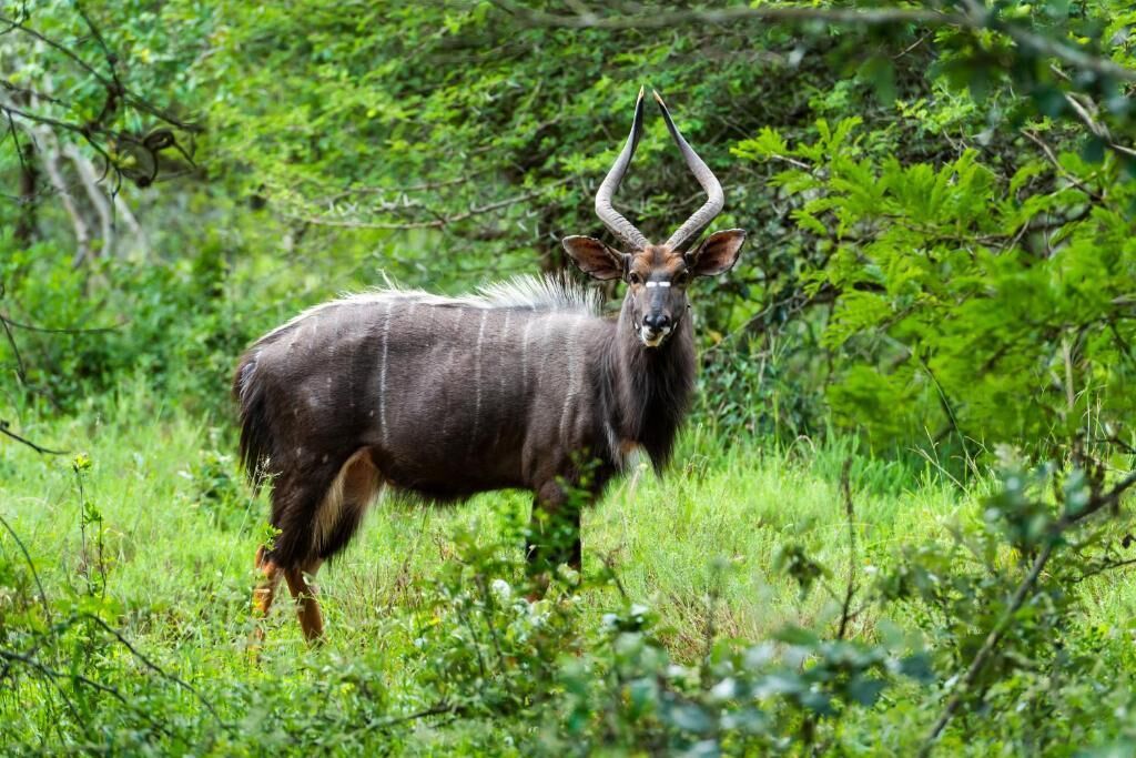 A kudu in a natural setting with dense greenery.