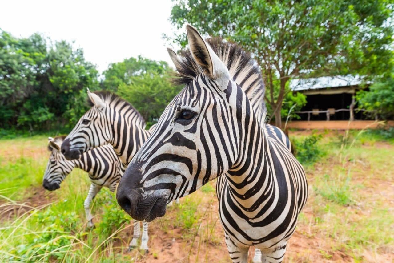 Twee zebra's in een natuurlijke omgeving, met bomen en een gebouw op de achtergrond.